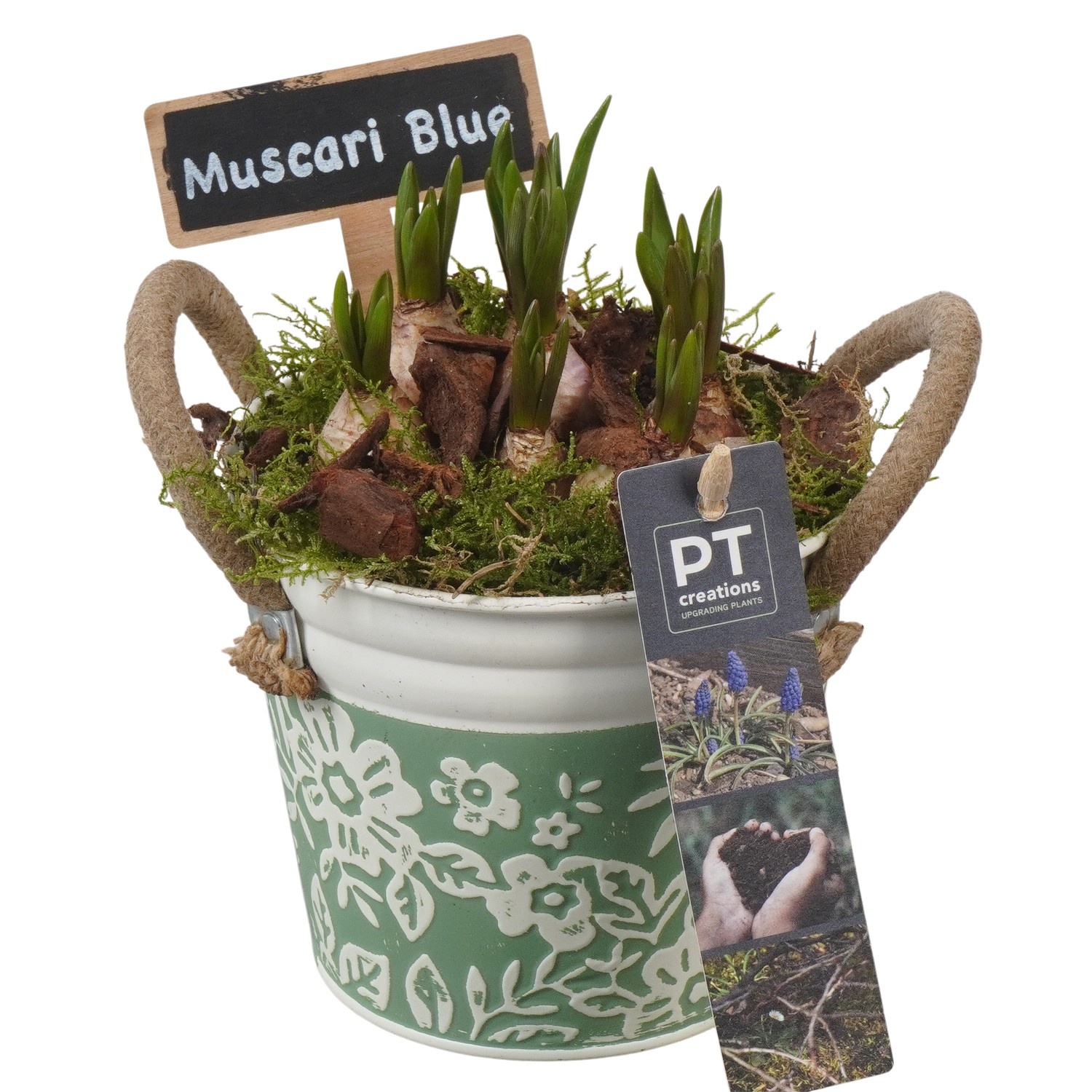 PTMB6152 Arrangement Muscari Blue in zink pot, D 12