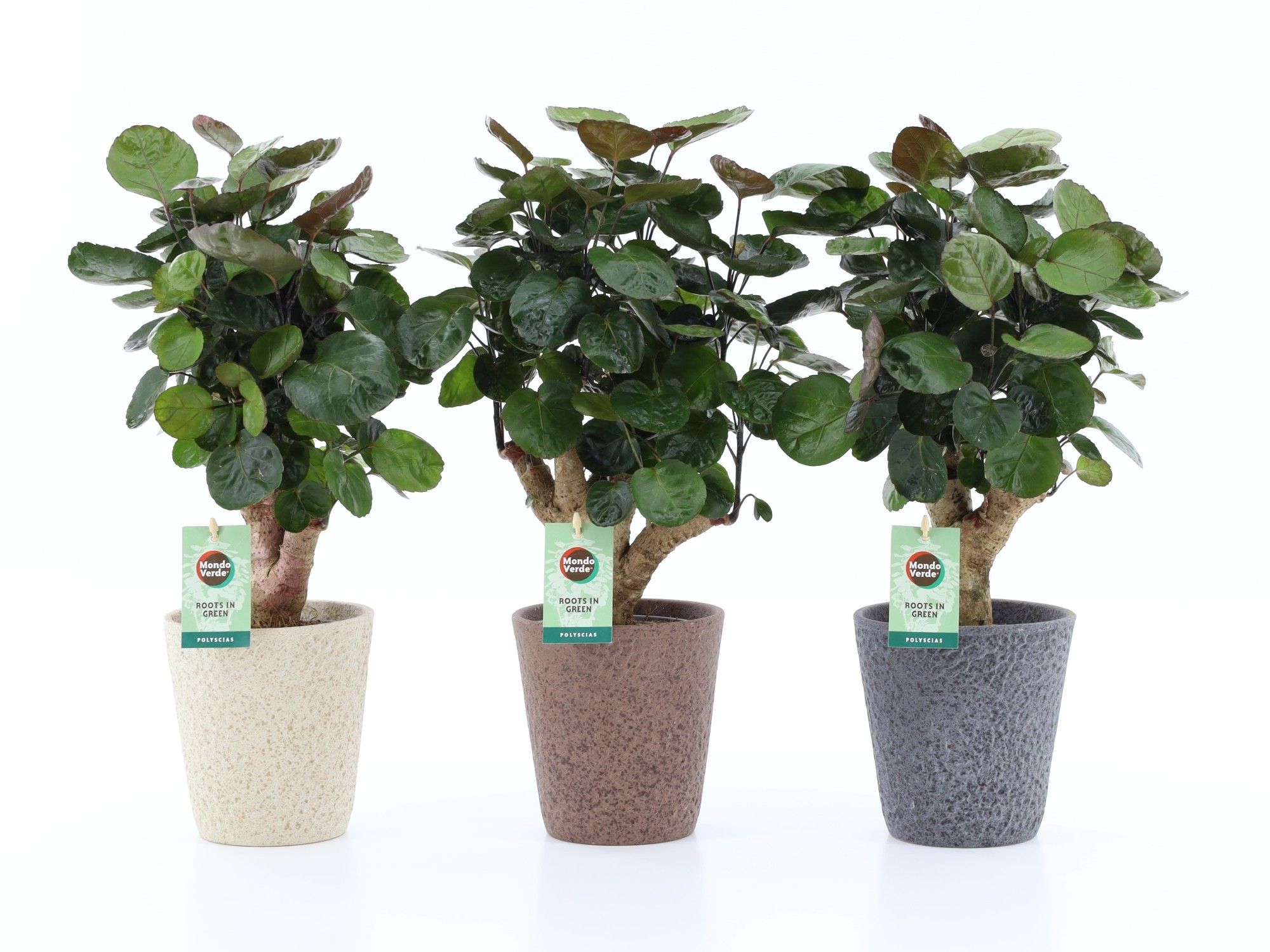 Polyscias Fabian in Nature keramiek, D 13