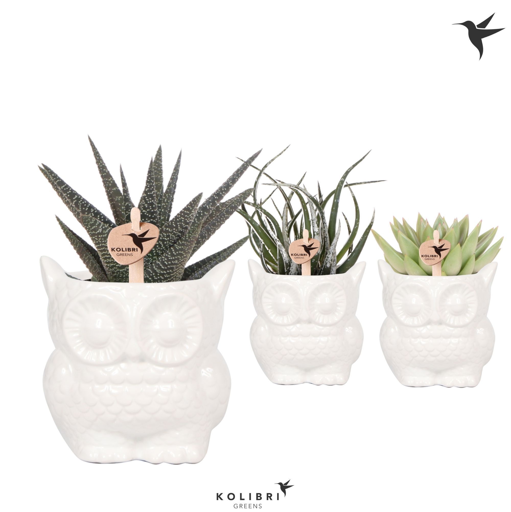 Kolibri Greens Succulenten mix in Owl pot white, D 9
