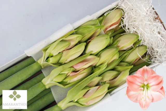 Амарилис Дарлинг (светло-роз.) x10, шт.