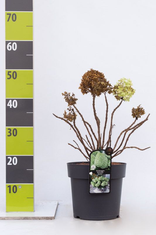 Hydrangea paniculata 'Little Spooky' C 4,6, D 23