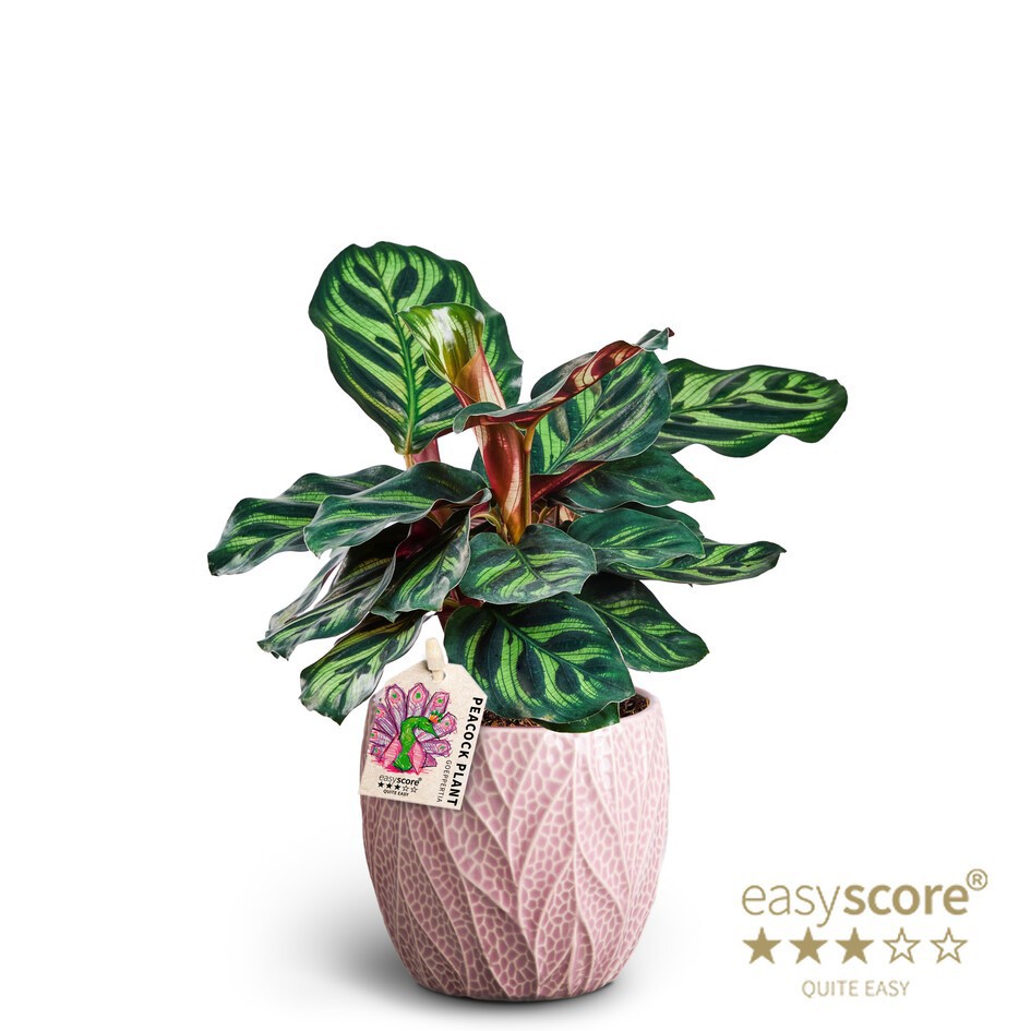 Leaf Rosa, Calathea makoyana, D 10