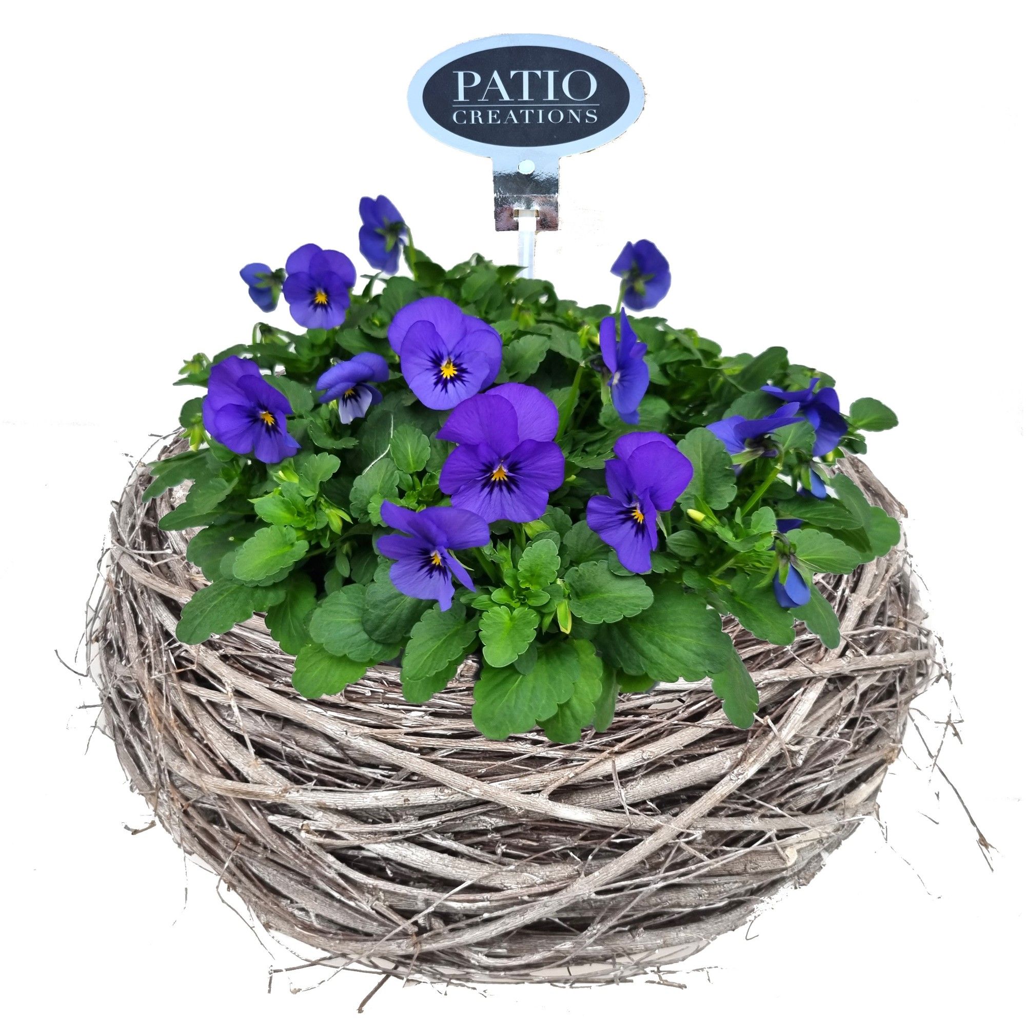 V799-9323 Viola krans Matz, D 30