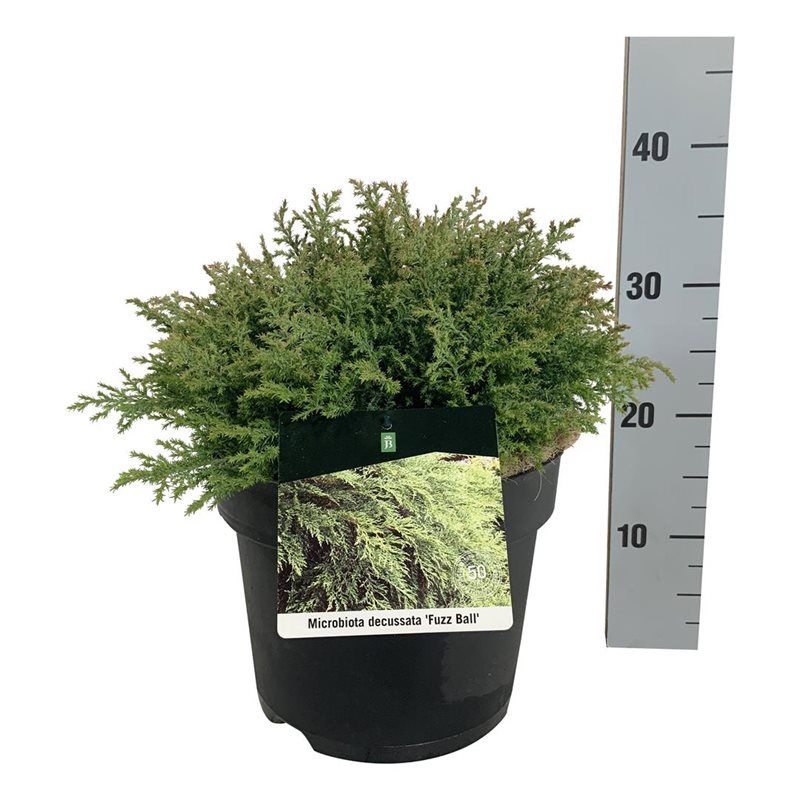 Microbiota decuss. 'Fuzzball', D 24