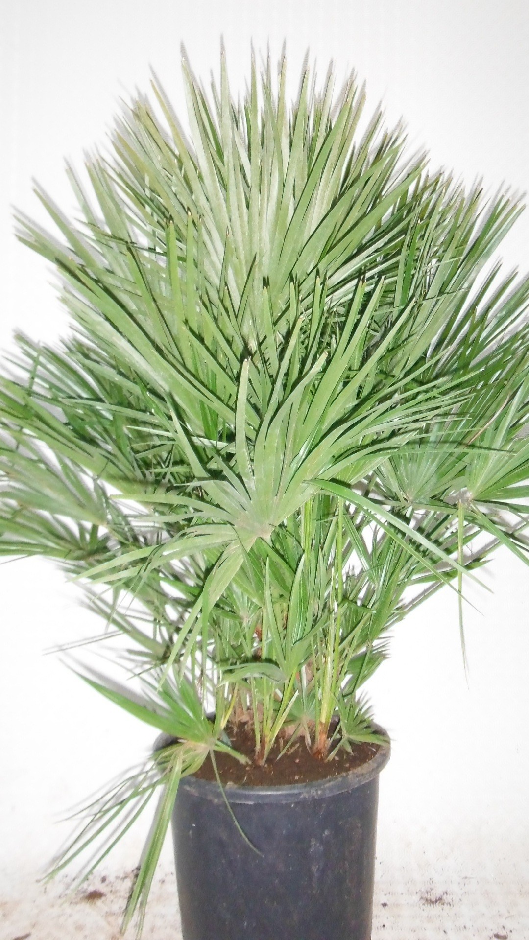 chamaerops humilis, D 35