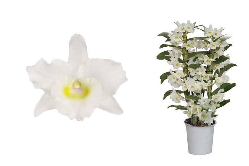 Dendr Nobile p12 Apollon 2T12+tros compact, D 12