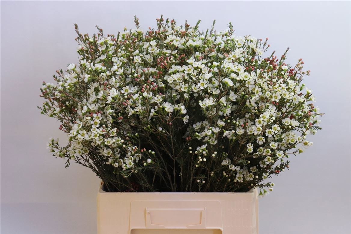 Шамелациум Сириус 70, шт.