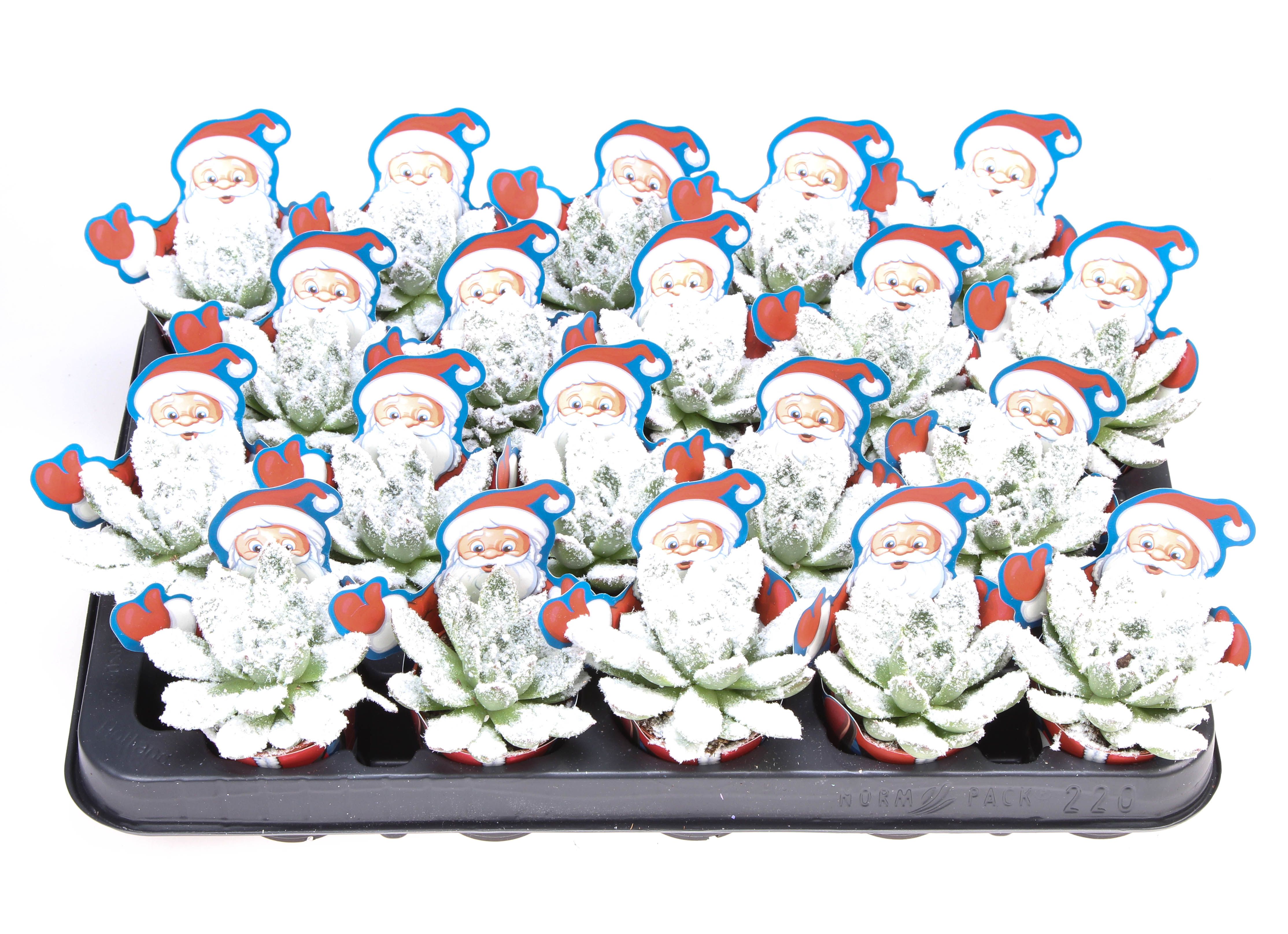 Potcover Santaclaus miranda + bio snow, D 5,5