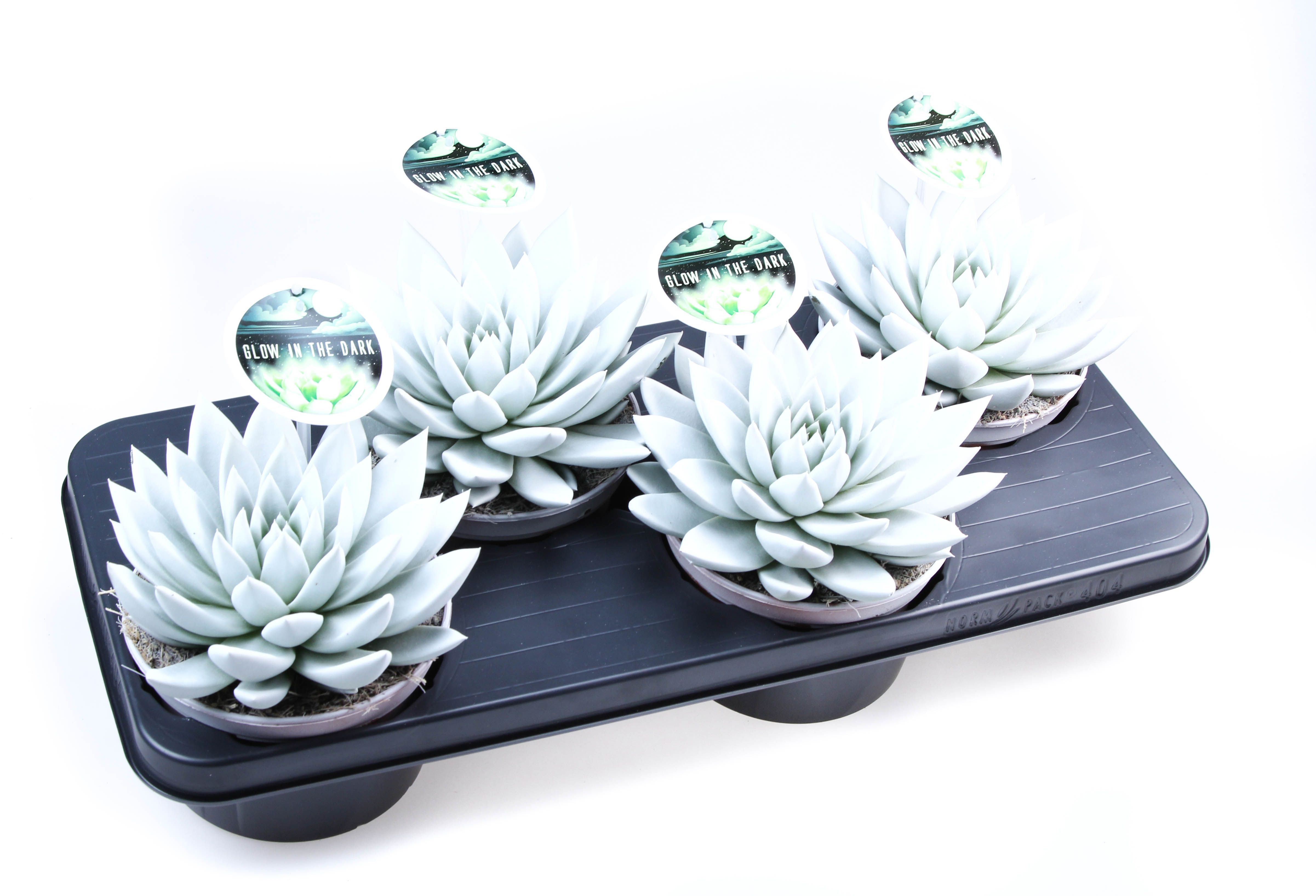 Glow in the dark + etiket, D 15