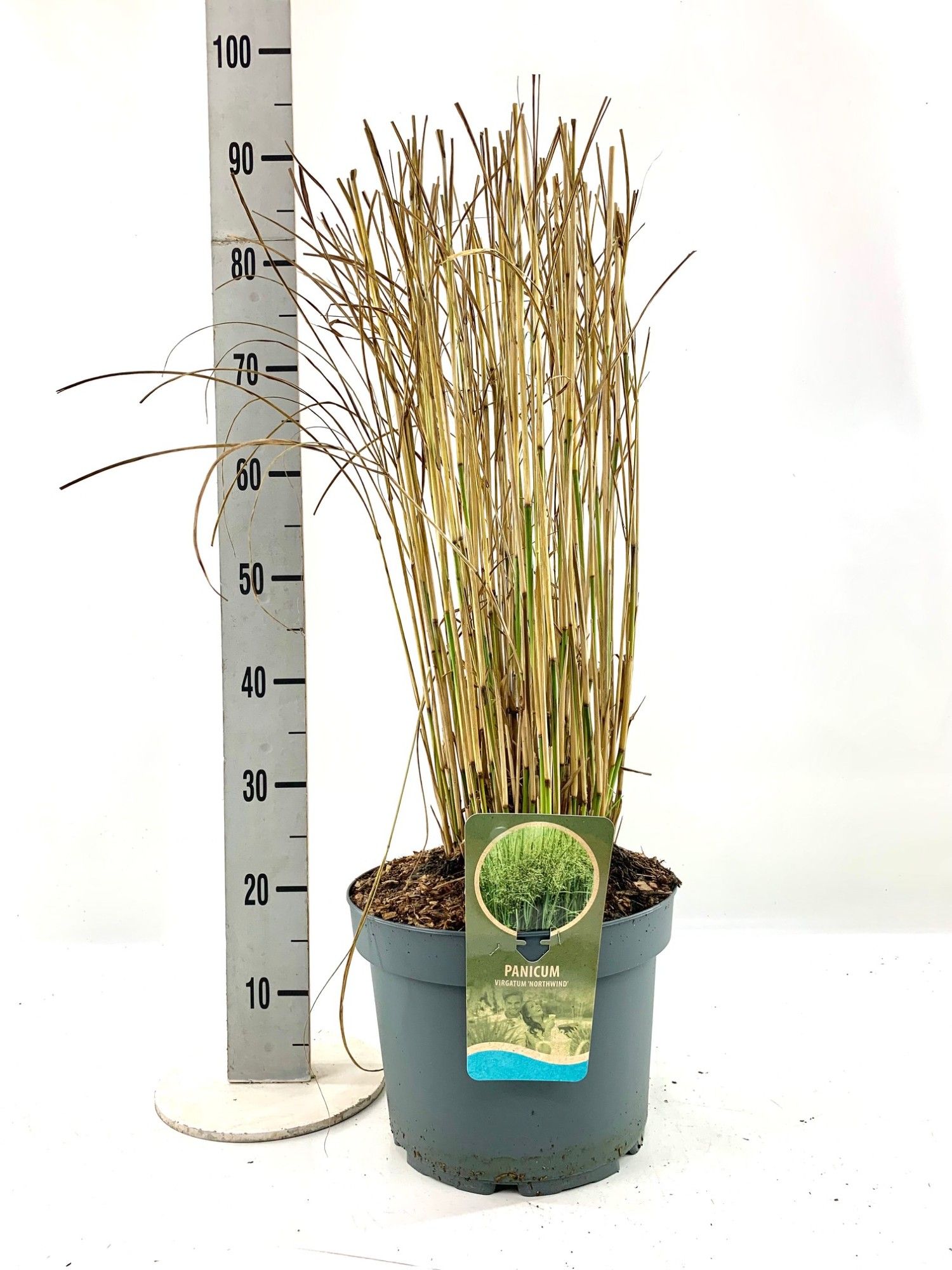 Panicum vir. 'Northwind', D 29