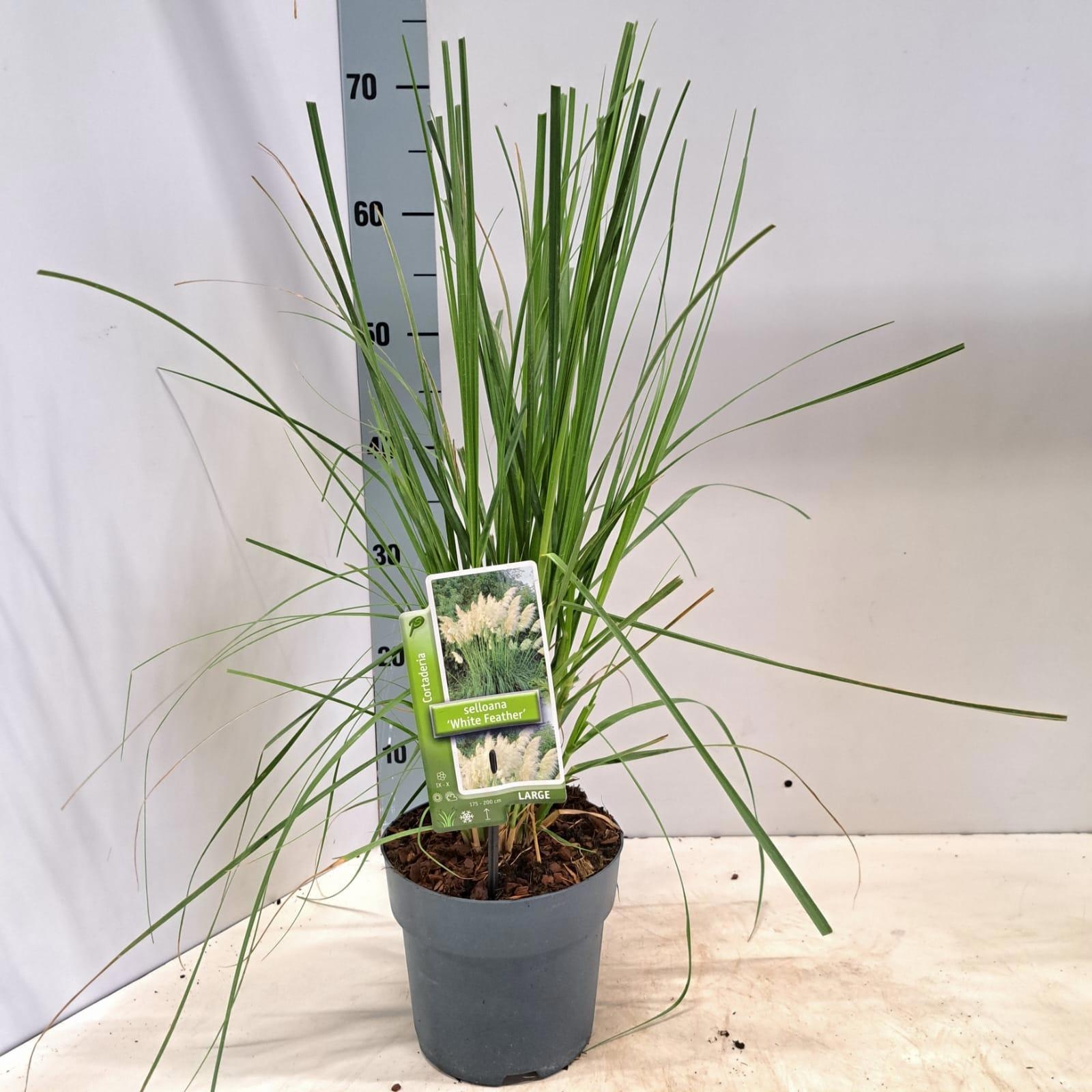 Cortaderia selloana 'White Feather', D 17