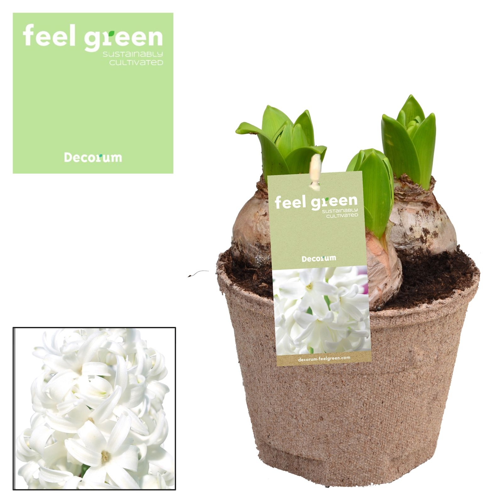 Hyacint White Pearl FEEL GREEN, D 12