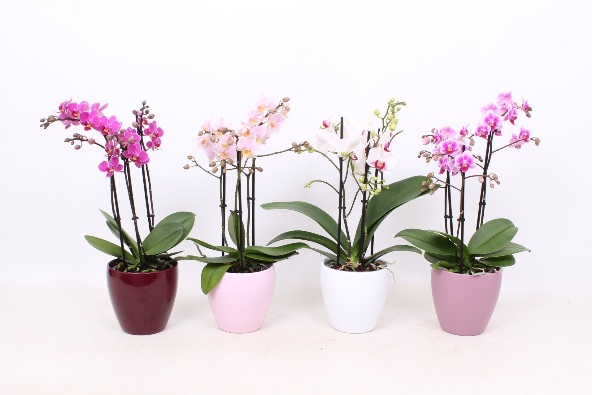 Phal. Multiflora 3-tak mix in keramiek sofia mix, D 12