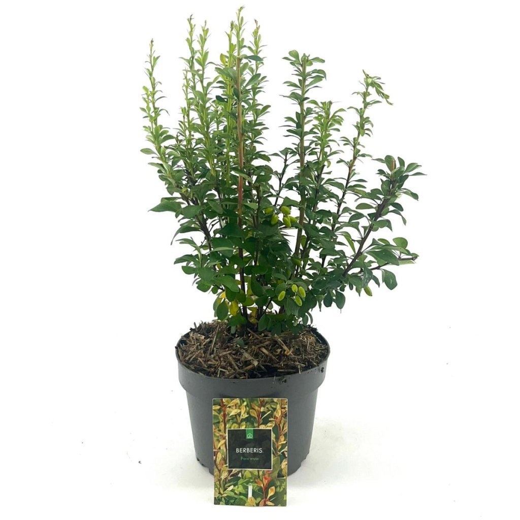 Berberis thunb. 'Powwow', D 17