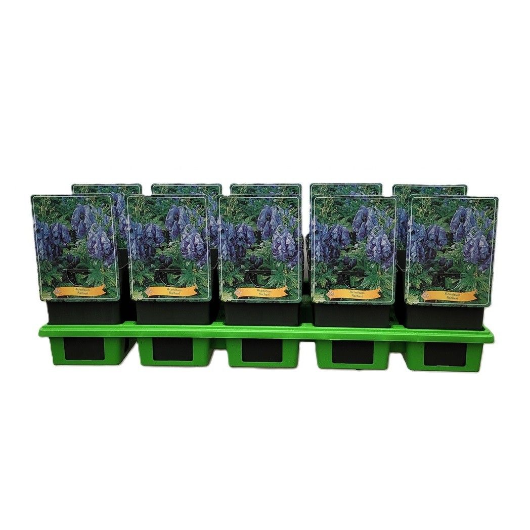Aconitum Fischeri P11, D 11