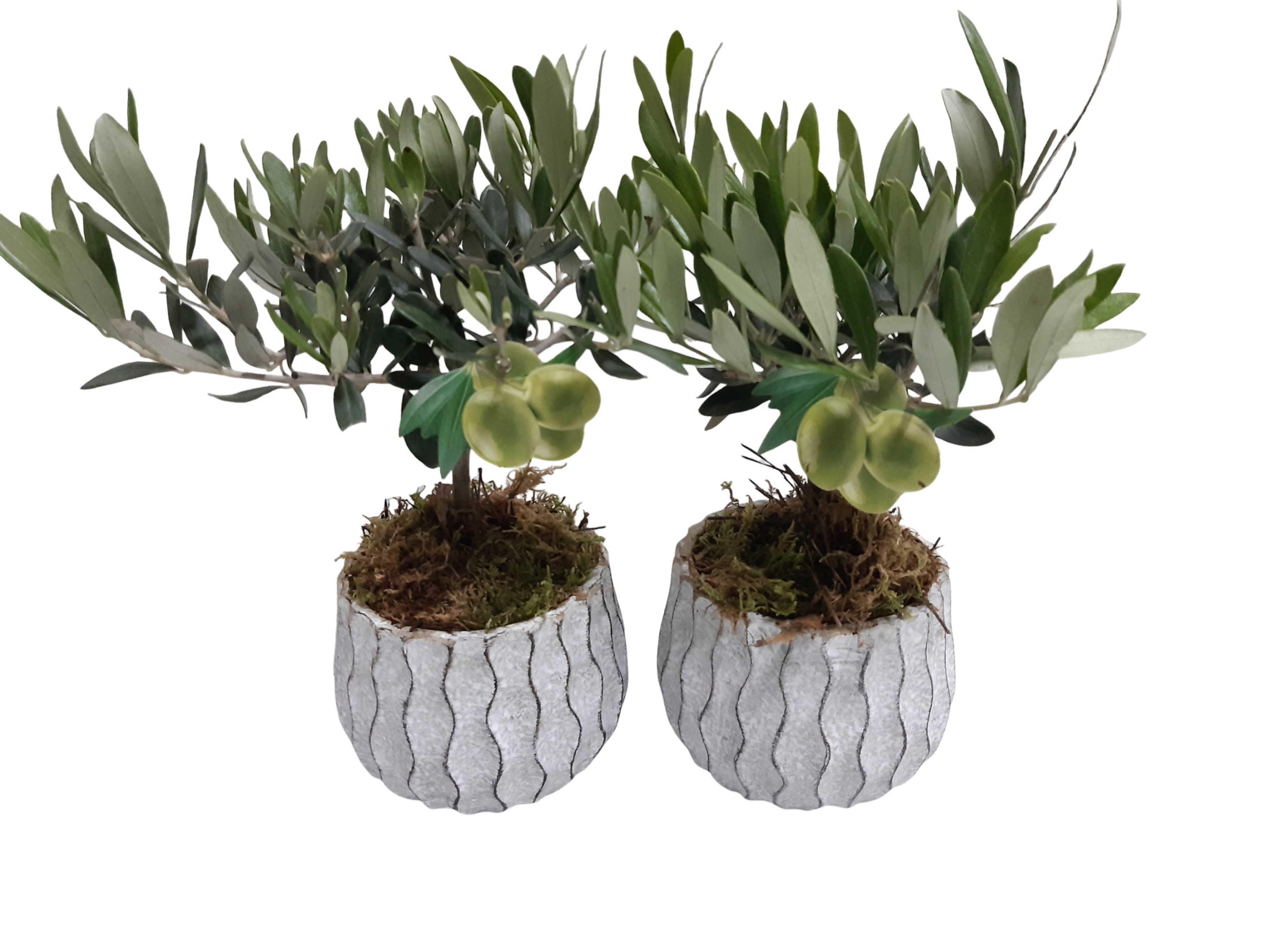 WP12OLE Wave Pot Cement 12cm Olea Europaea, D 12