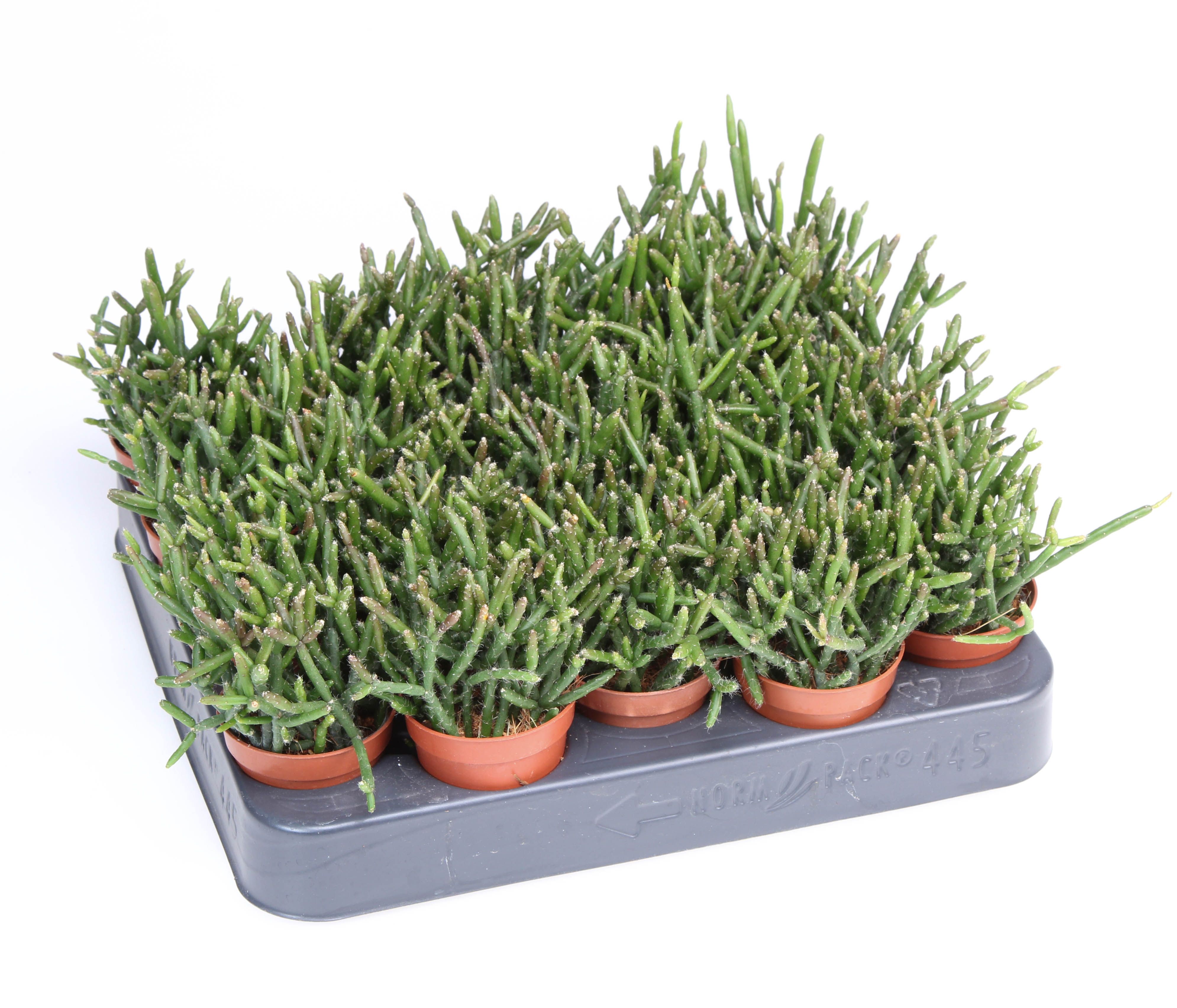 Rhipsalis burchellii, D 5,5