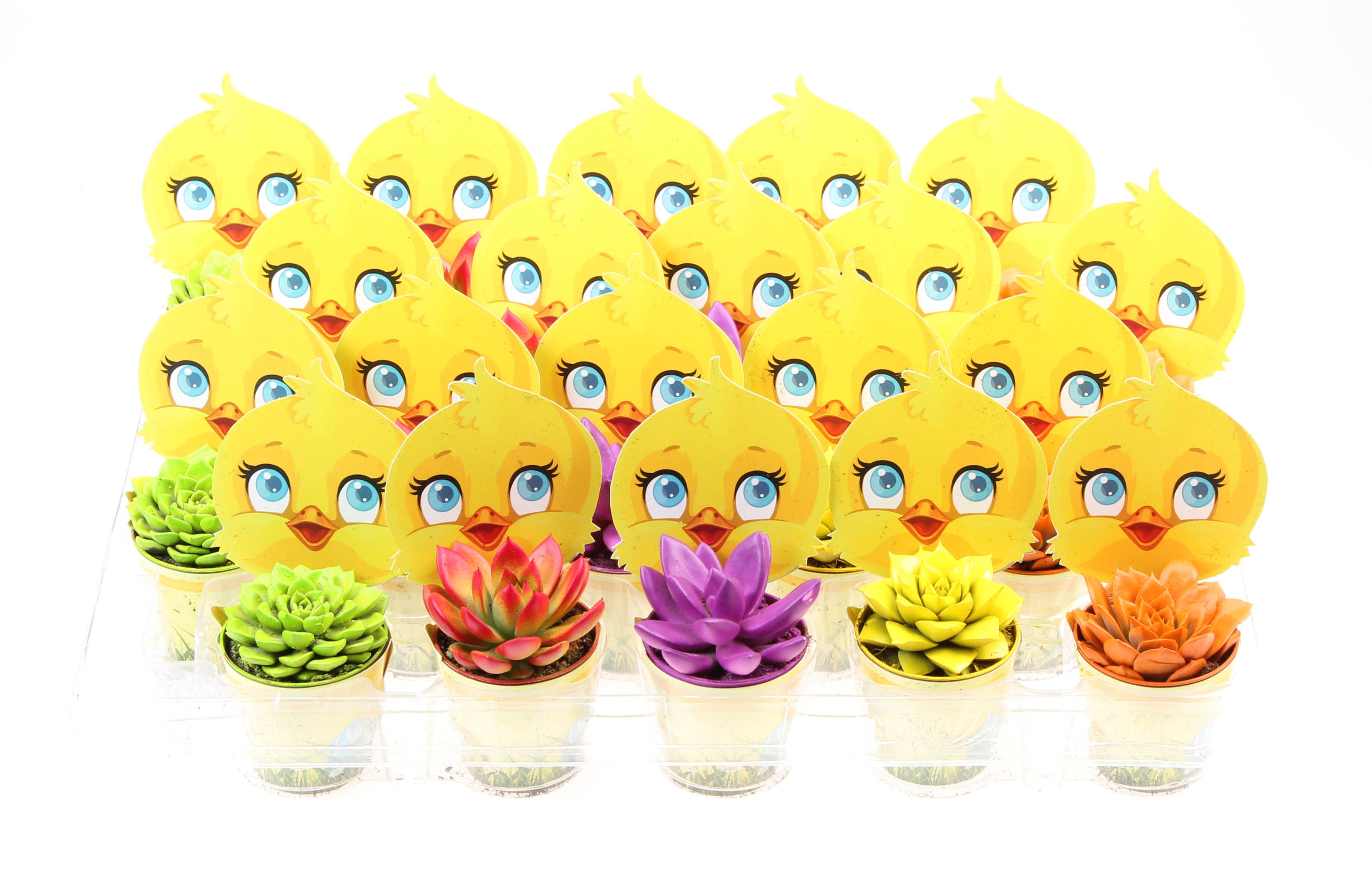 Potcover kuiken rainbow mix, D 5,5