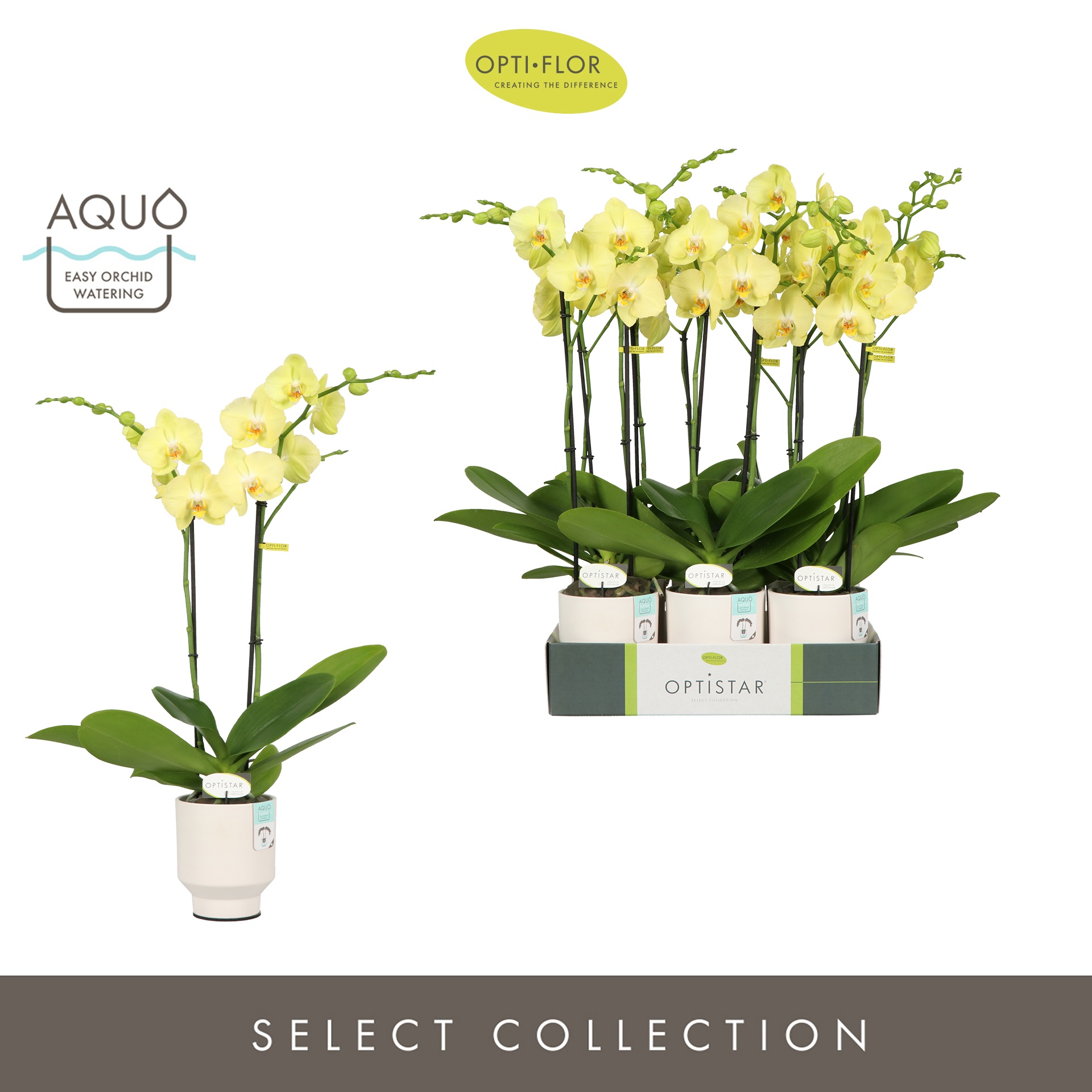 Optistar Ferrara 2 spike in Emilia White Aquo, D 12 cm