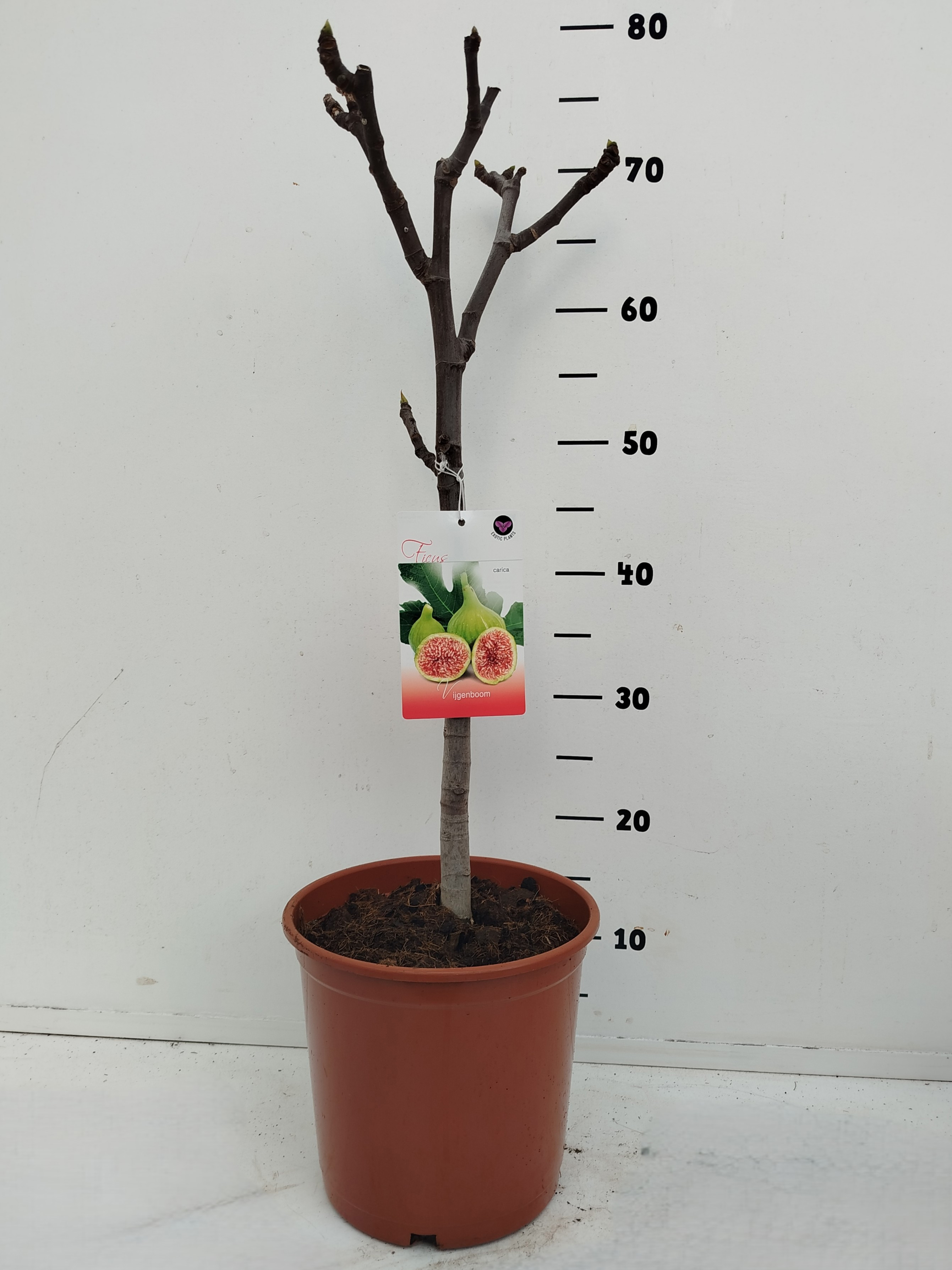 Ficus carica, D 21