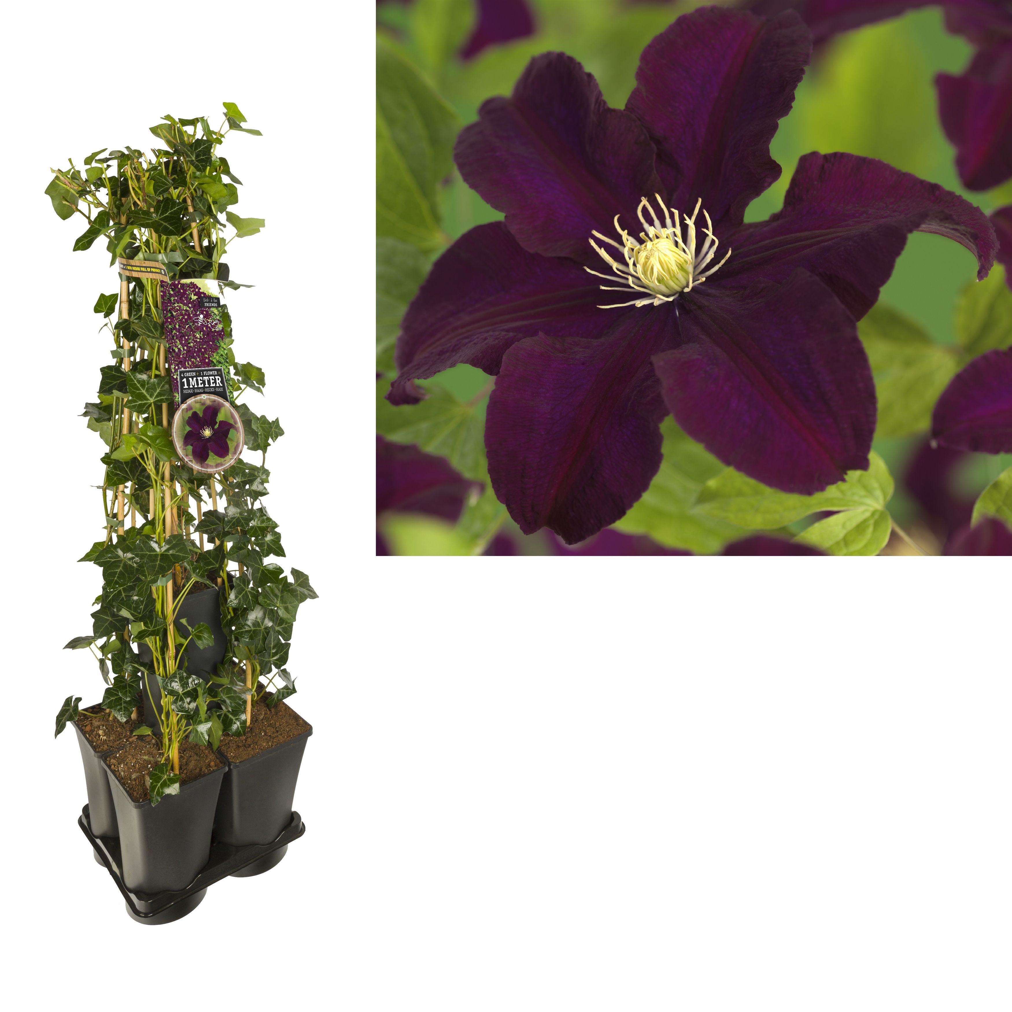 1 m. privacy mix Hedera + Clematis 'Warszawska Nike' +label, D 17