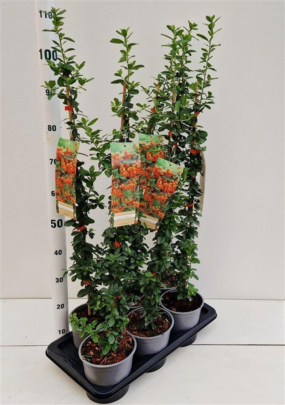 Pyracantha 'Orange Glow' - gestokt, D 17