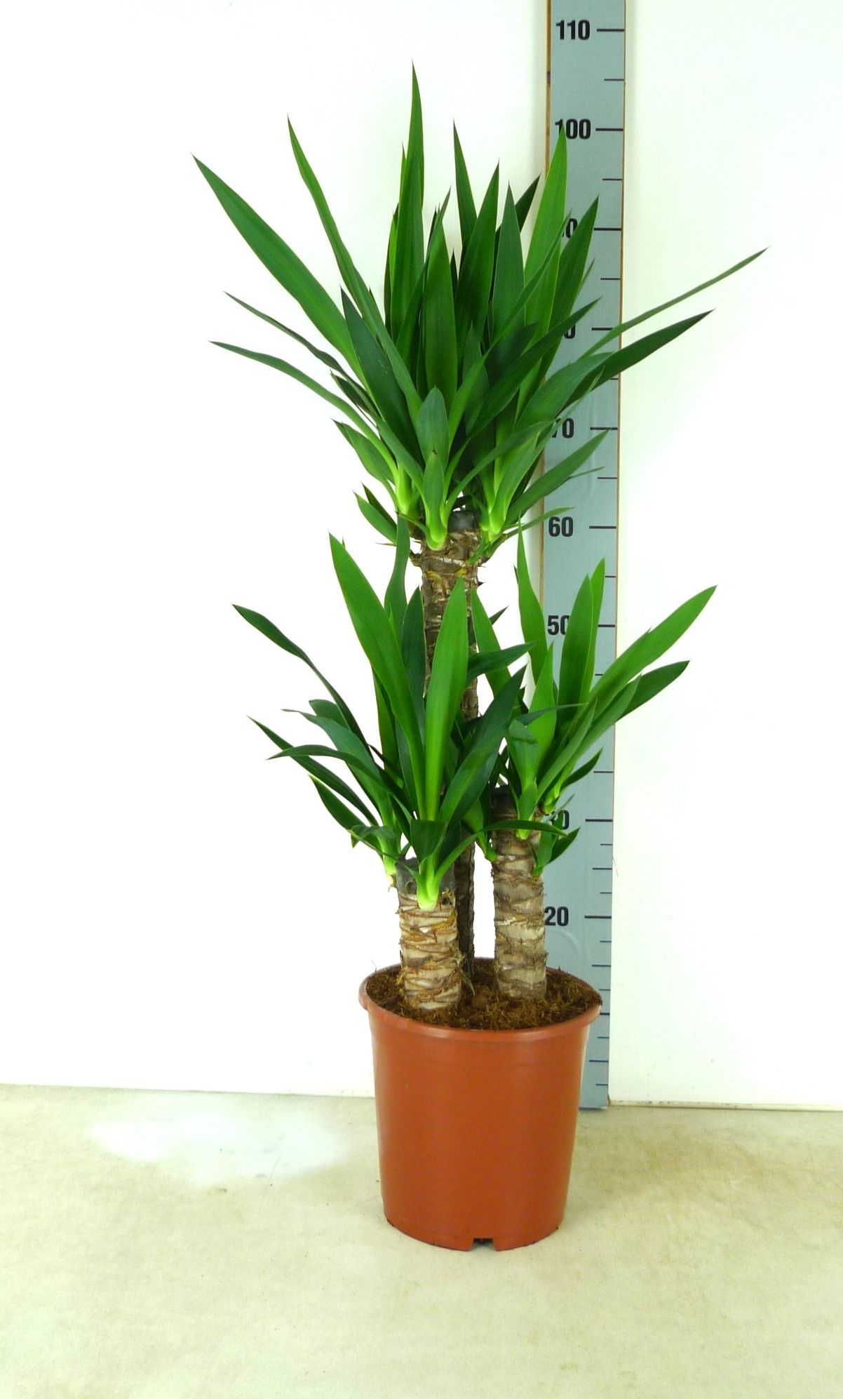 Yucca Elephantipes 60/35/25 P21cm, D 21