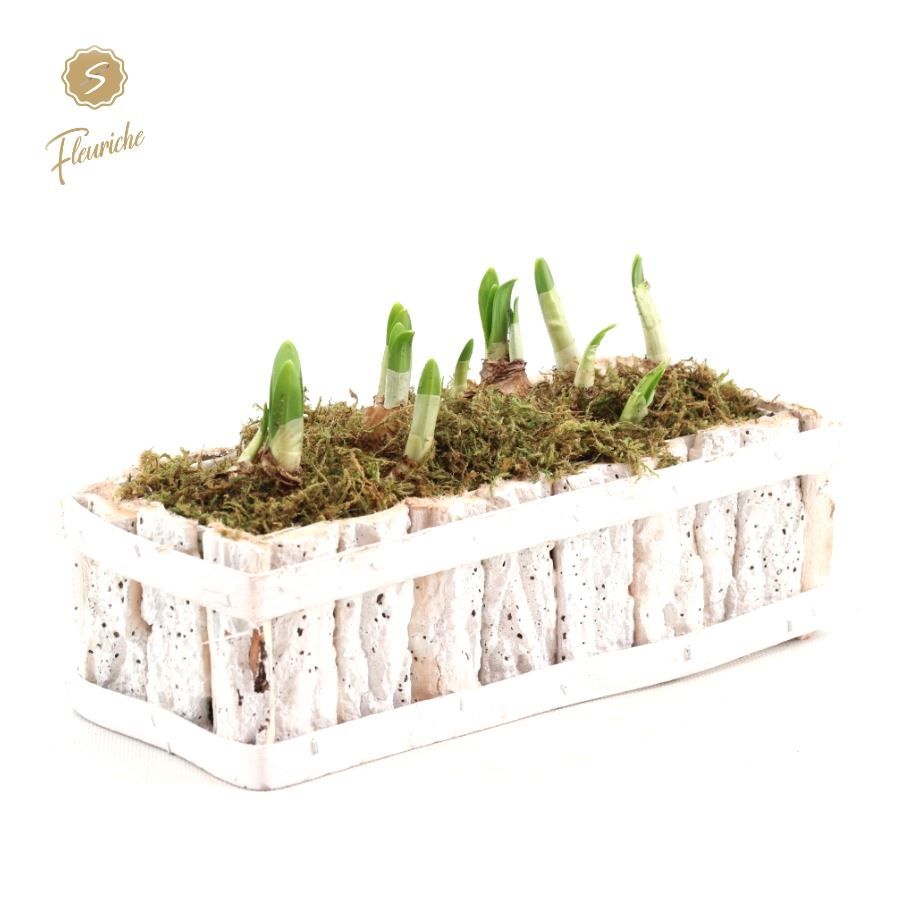 (DN502) Narcissus White Bark Box [M] Mos, D 15