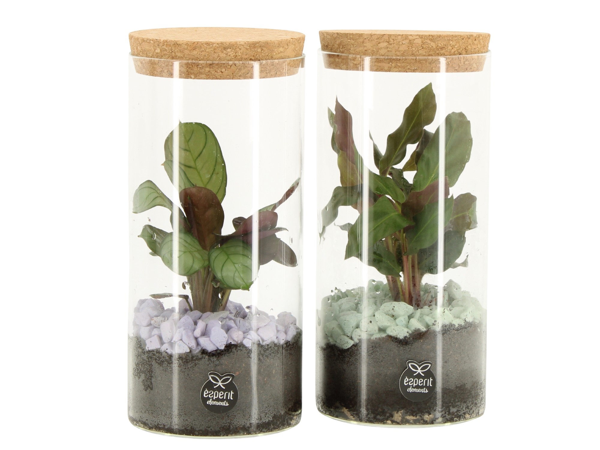 11689: Consideration terrarium, D 9