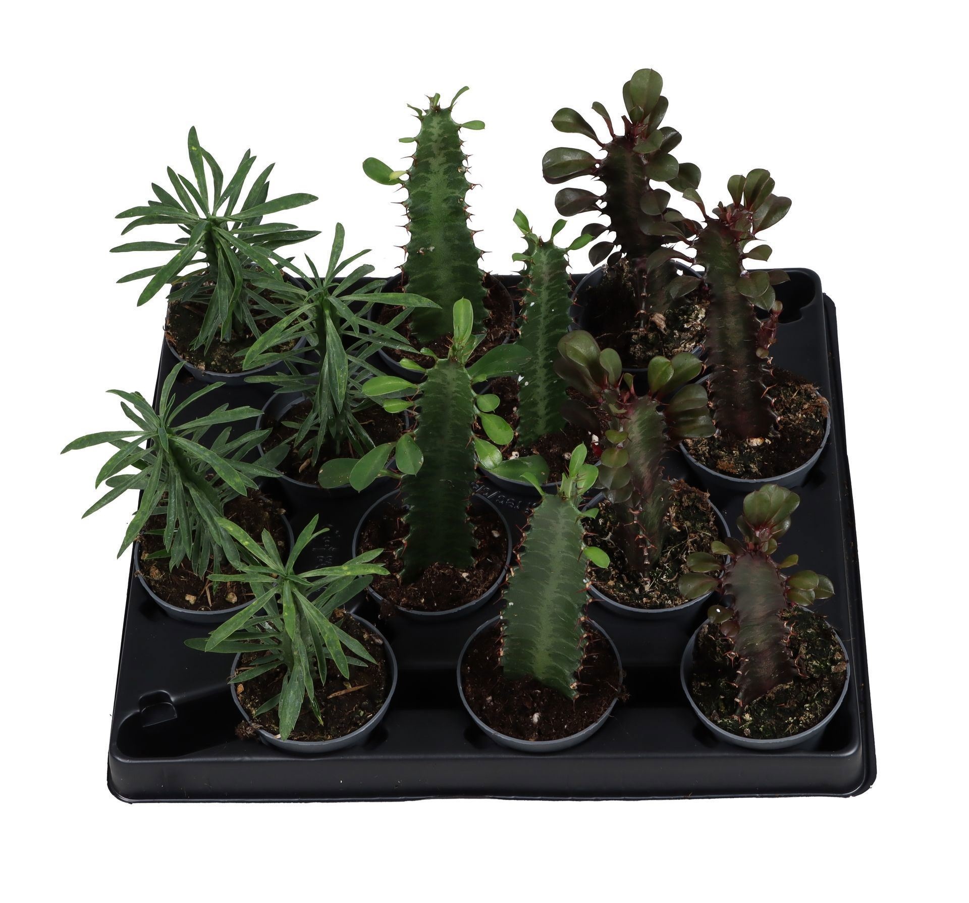 Euphorbia Mix 6 cm, D 6