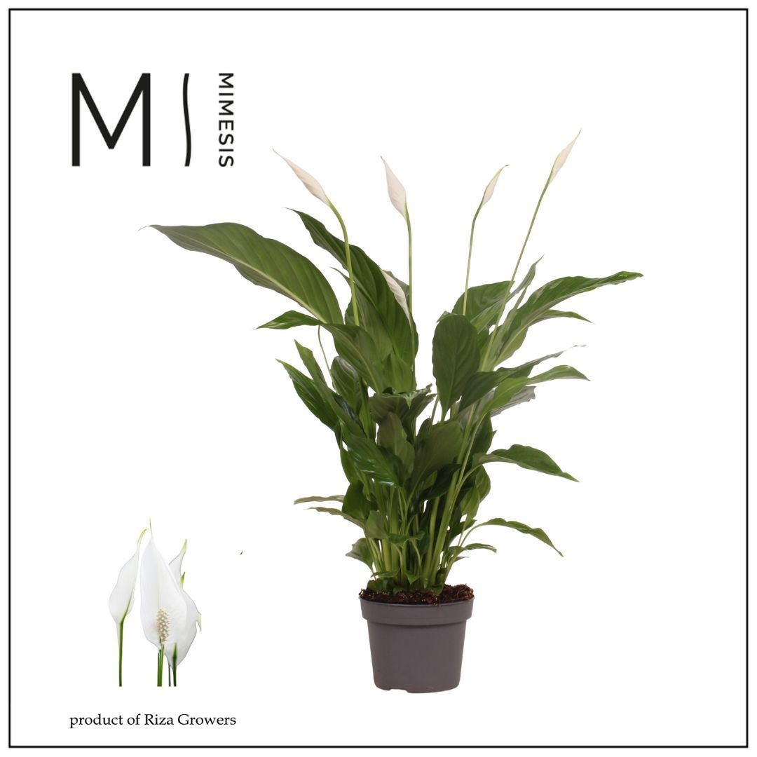Mimesis Spathiphyllum Strauss - 13 cm - Rijpe Planten, D 13
