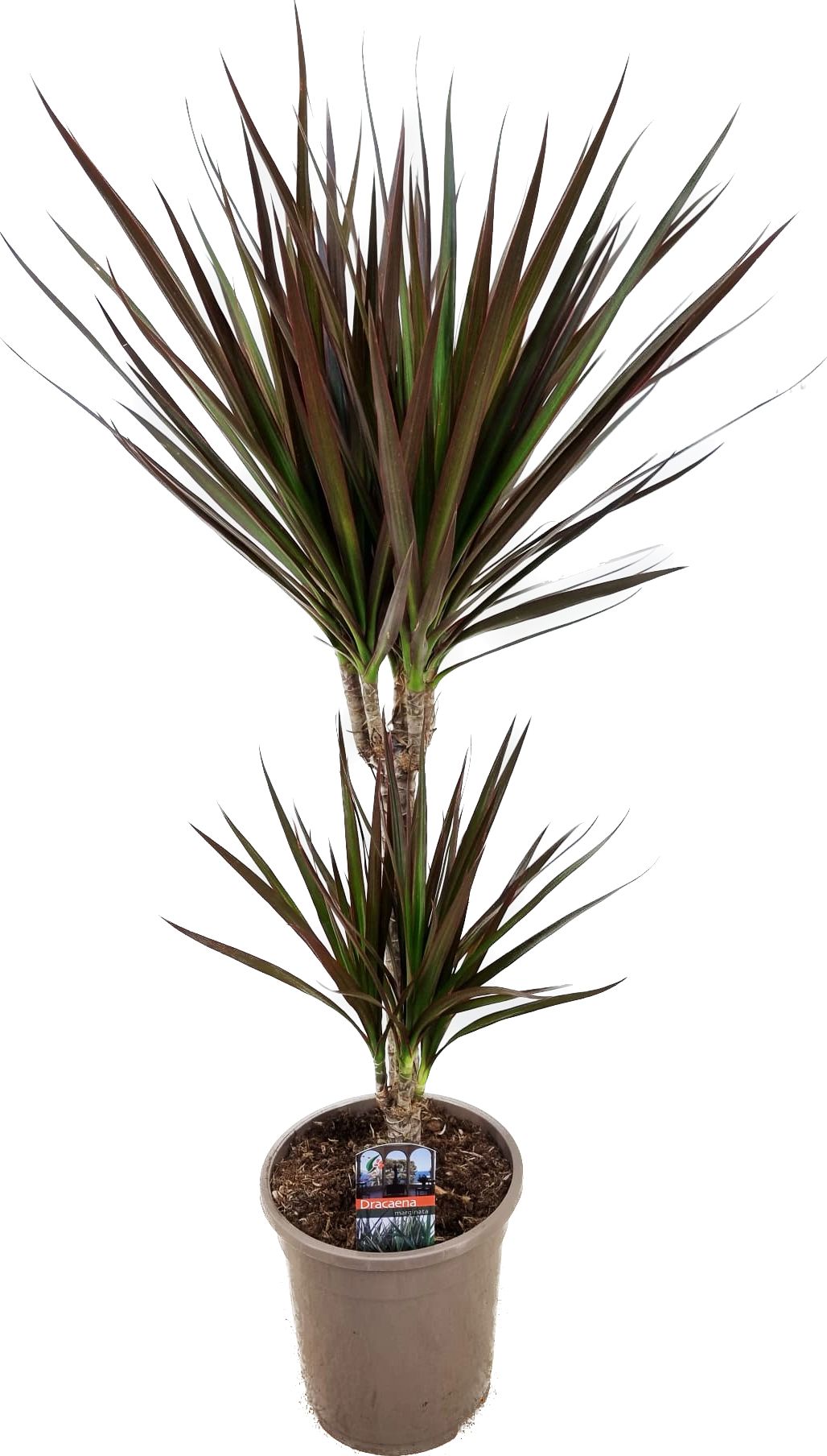 Dracaena marginata Magenta 30-10, D 17