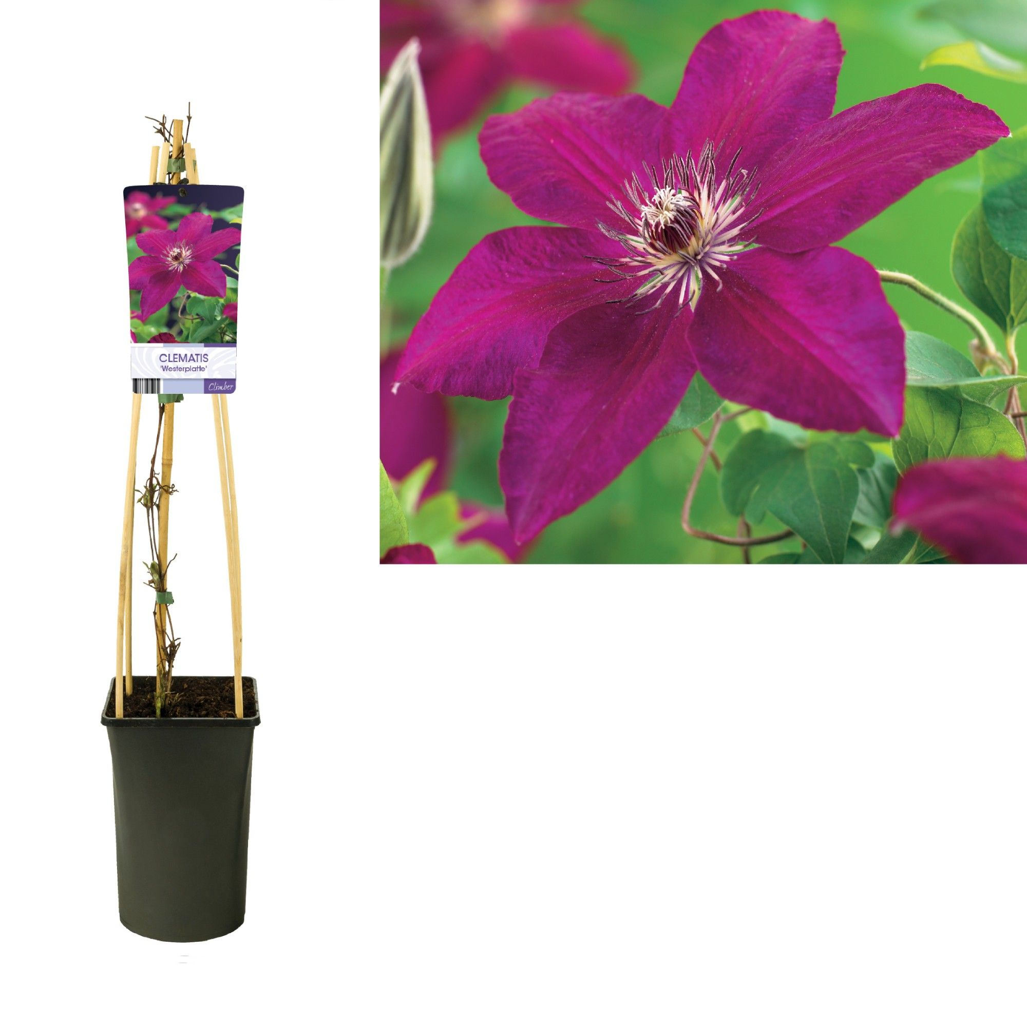Clematis 'Westerplatte' +light label, D 17