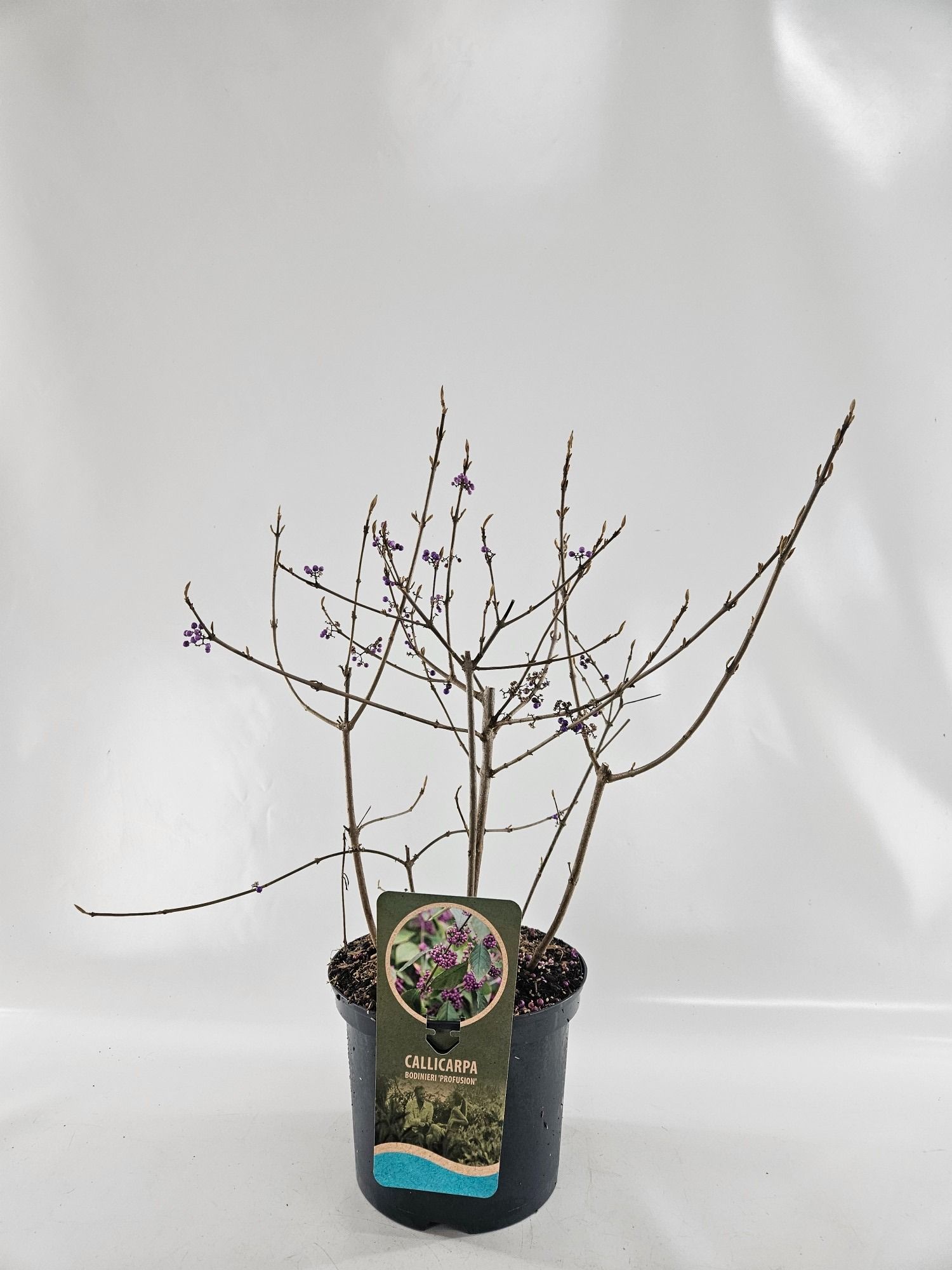 Callicarpa bod. 'Profusion', D 23