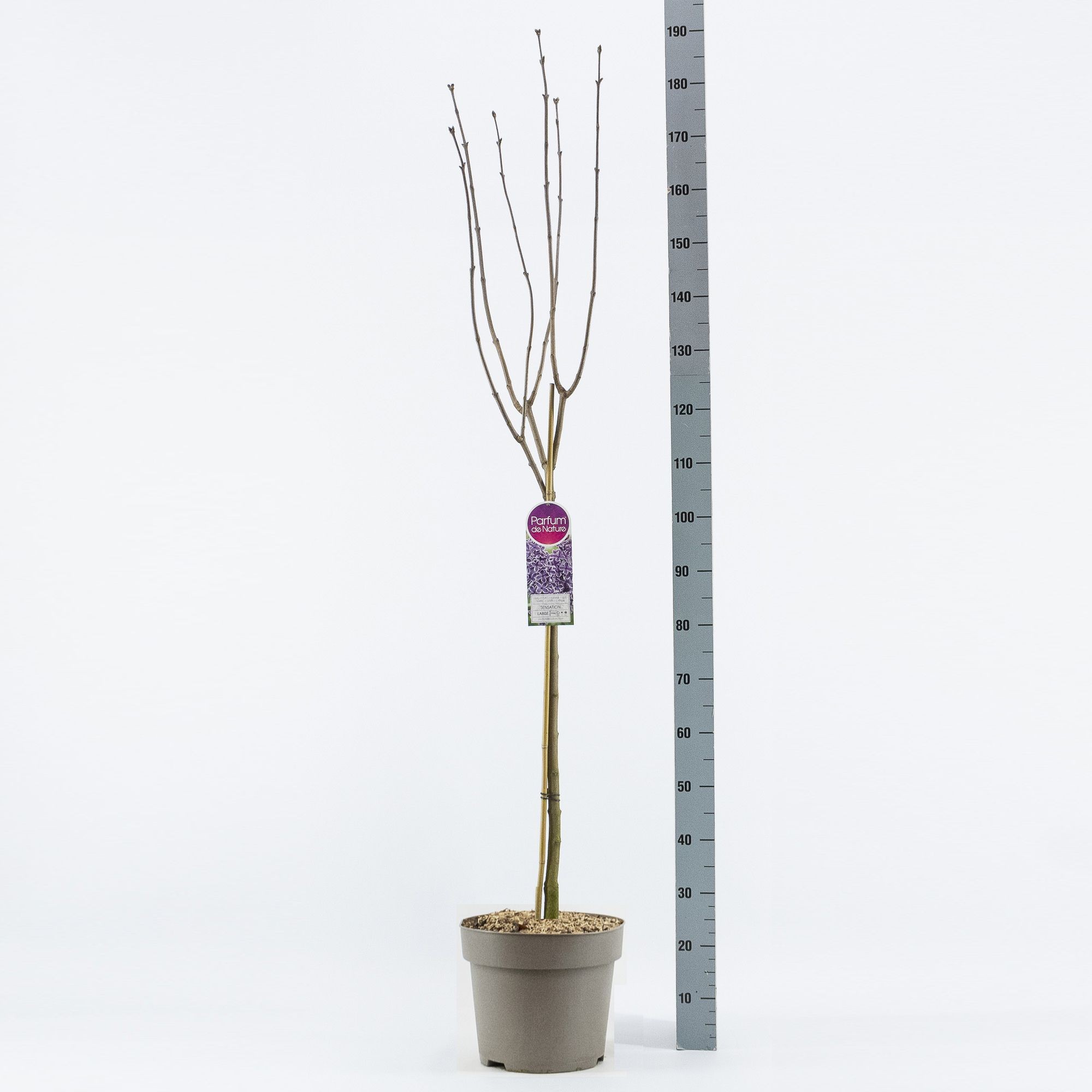 Syringa vul. Sensation stam 90, 2-jarig, C12, D 30