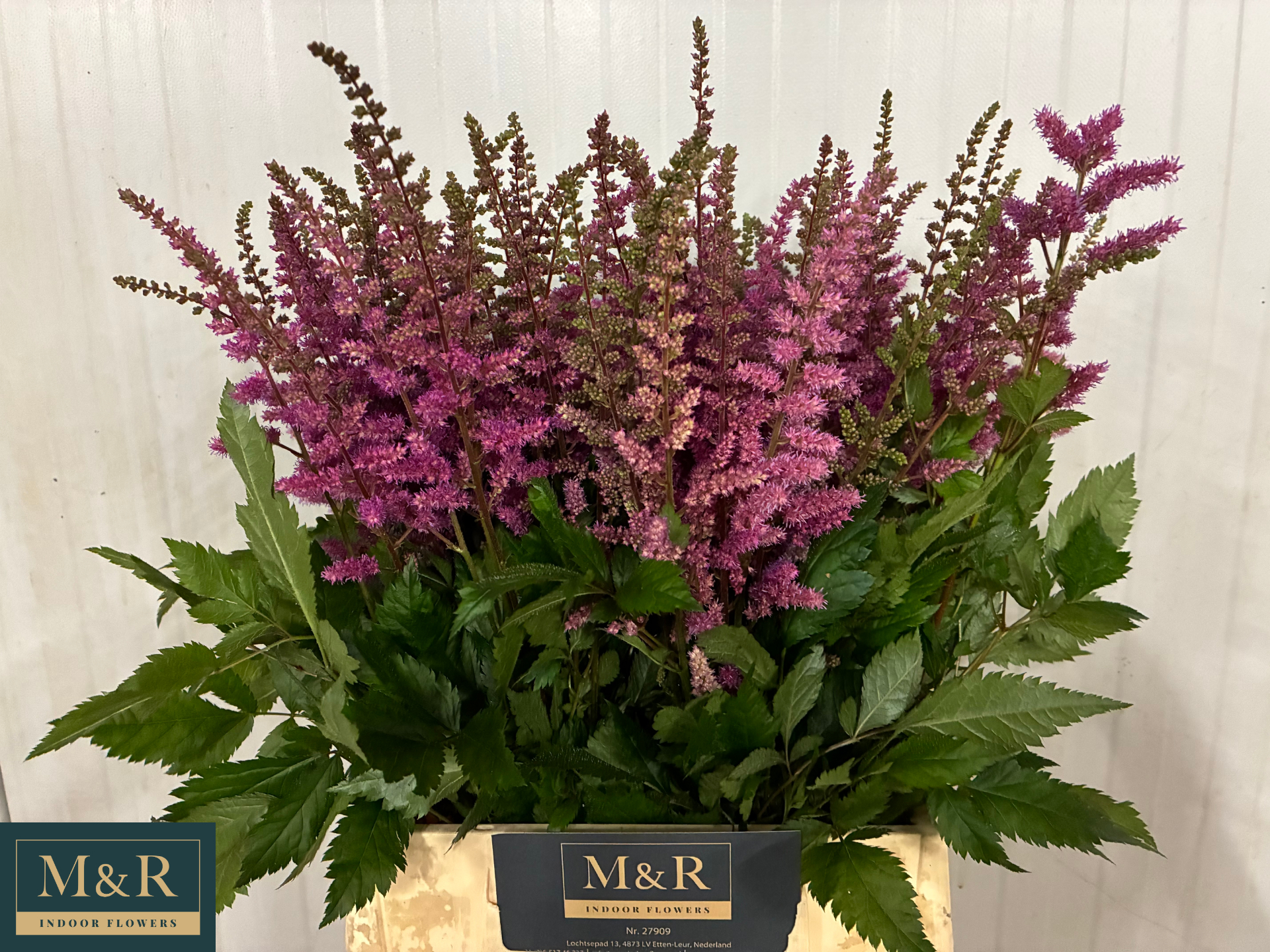 Астильба Мэгги Дейли 50, шт.