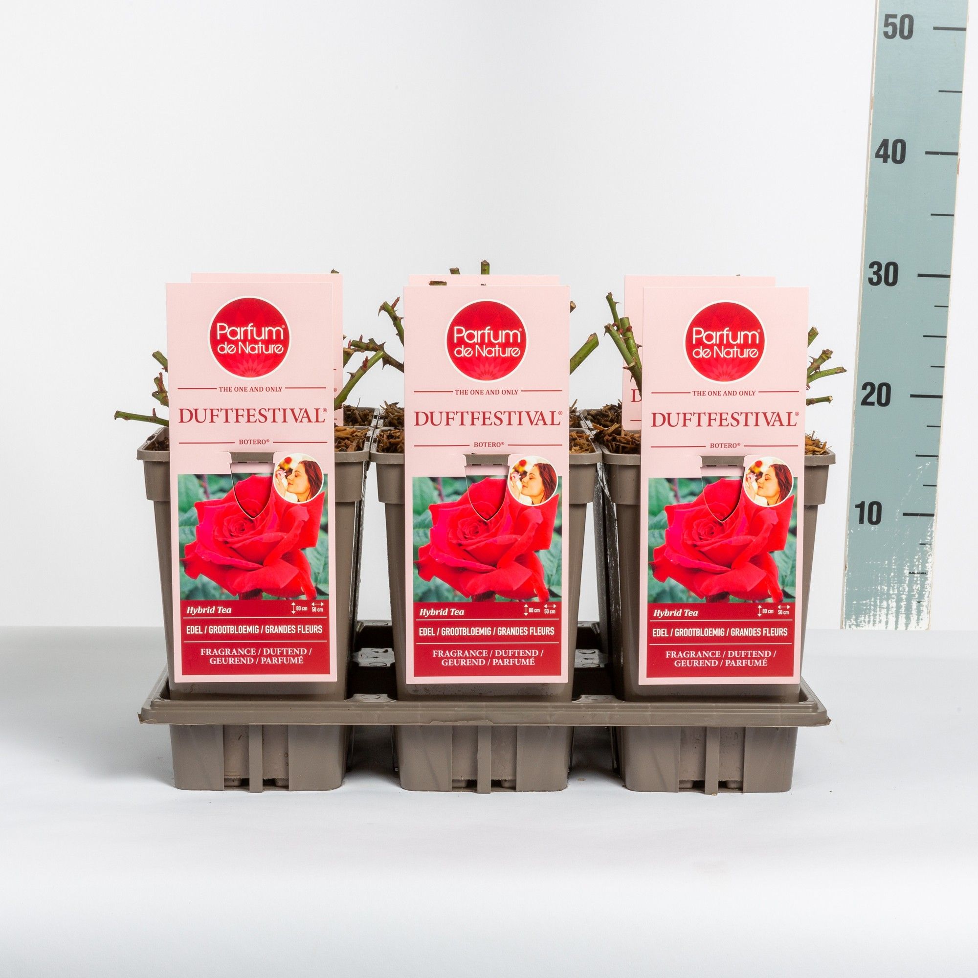 Rosa Duftfestival ® 'Parfum de Nature', C3, D 17