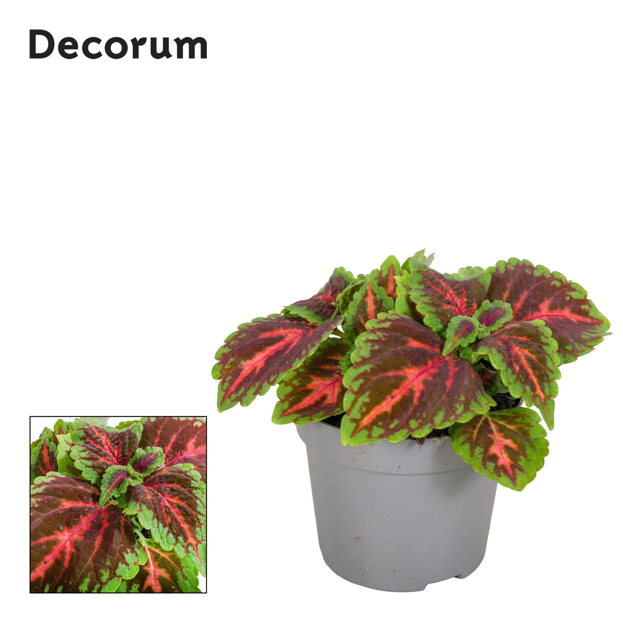 Coleus Franklin Street Decorum, D 13