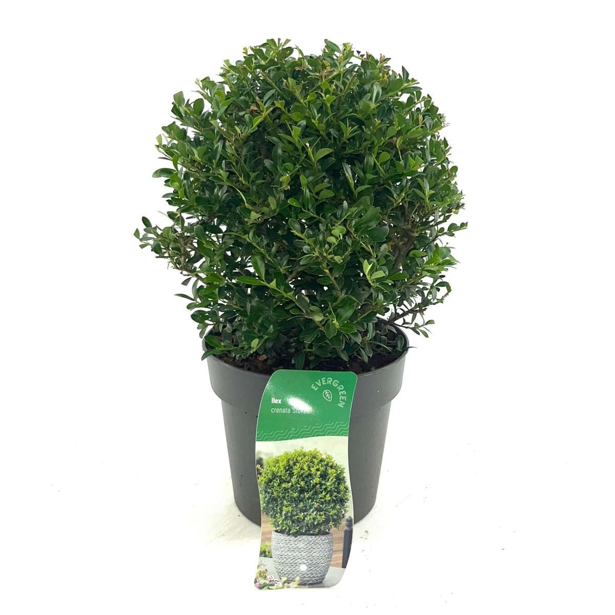 Ilex crenata 'Stokes', bol, D 17