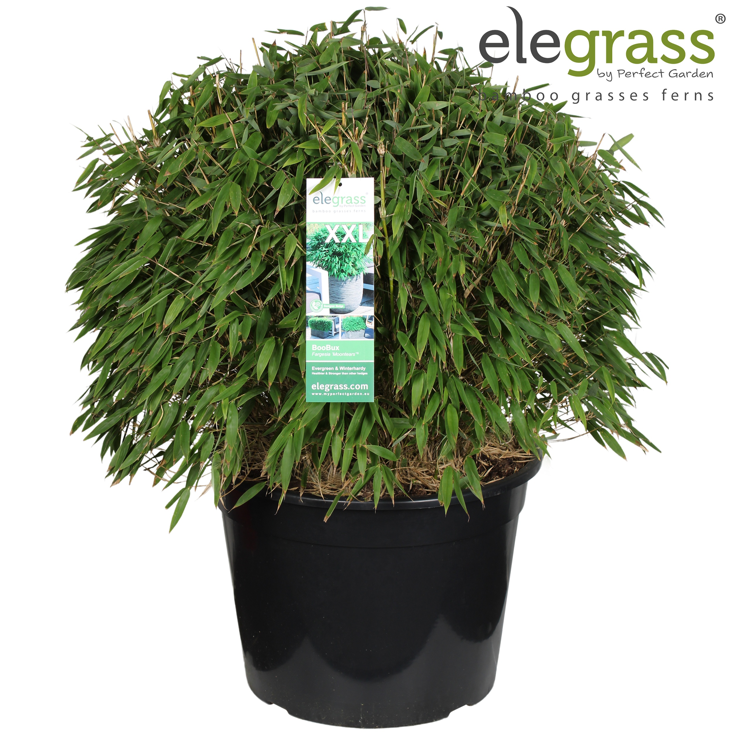 Fargesia 'Moontears'® Boobux P46, D 46