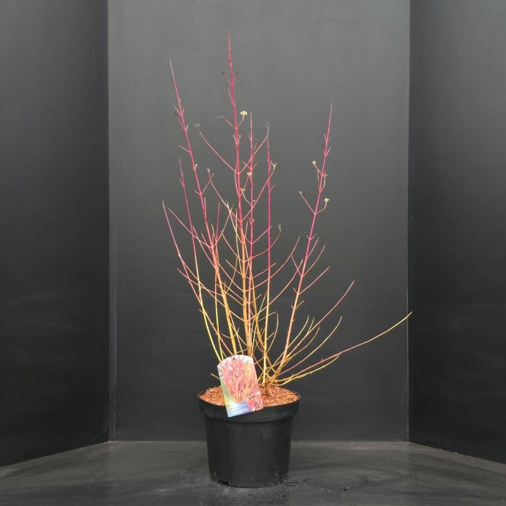Cornus sanguinea Midwinter Fire, D 29