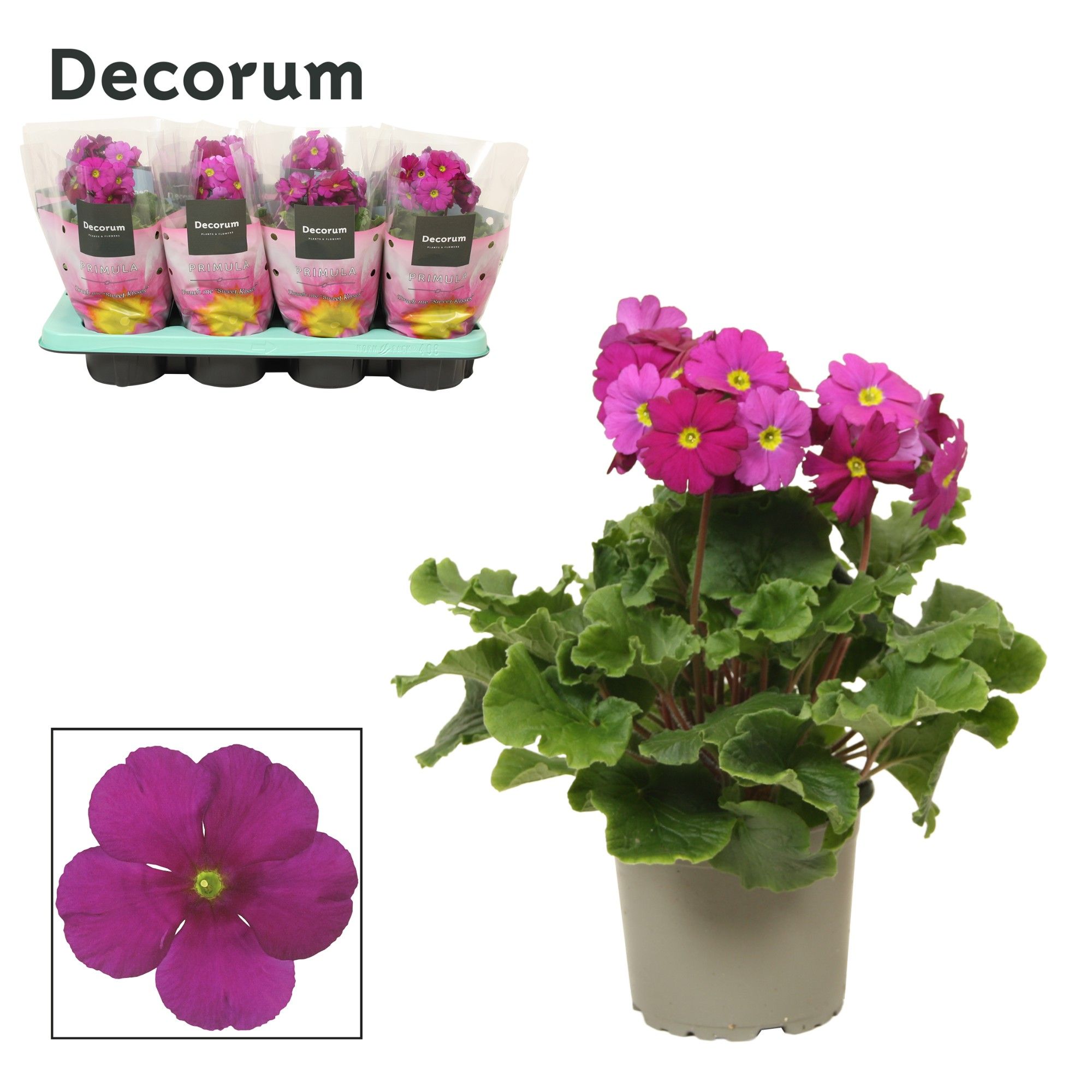 Primula 'Touch Me' Purple | Decorum, D 12