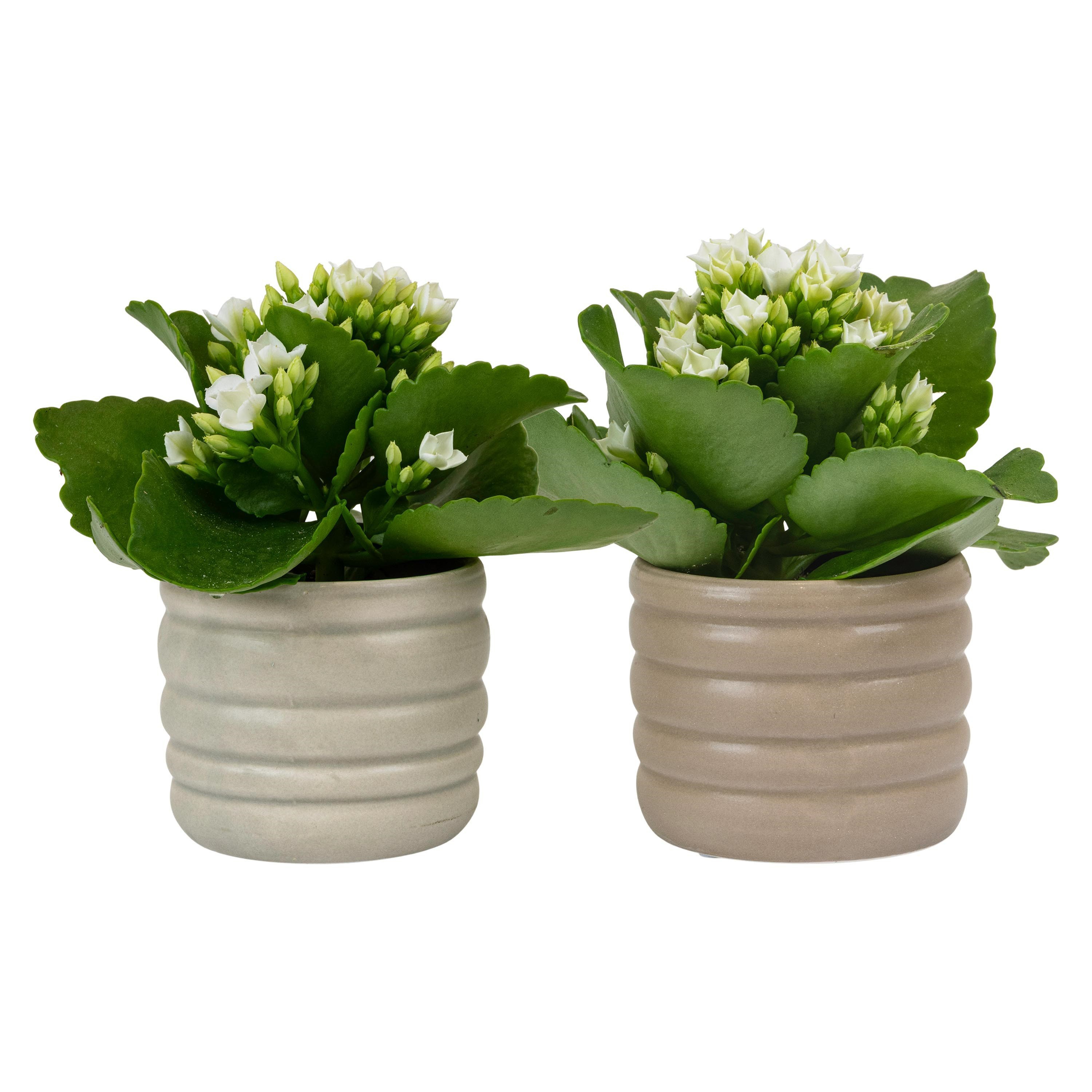 Stream with Kalanchoe, D 6