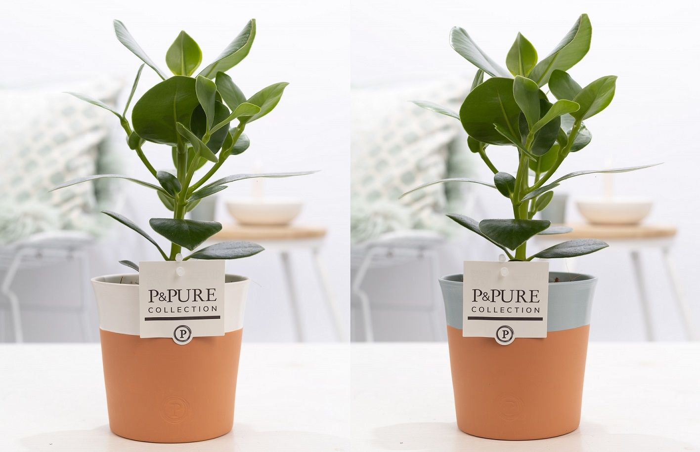 Clusia Rosea Princess in P&PURE Terra Cotta 4 ass.2, D 12