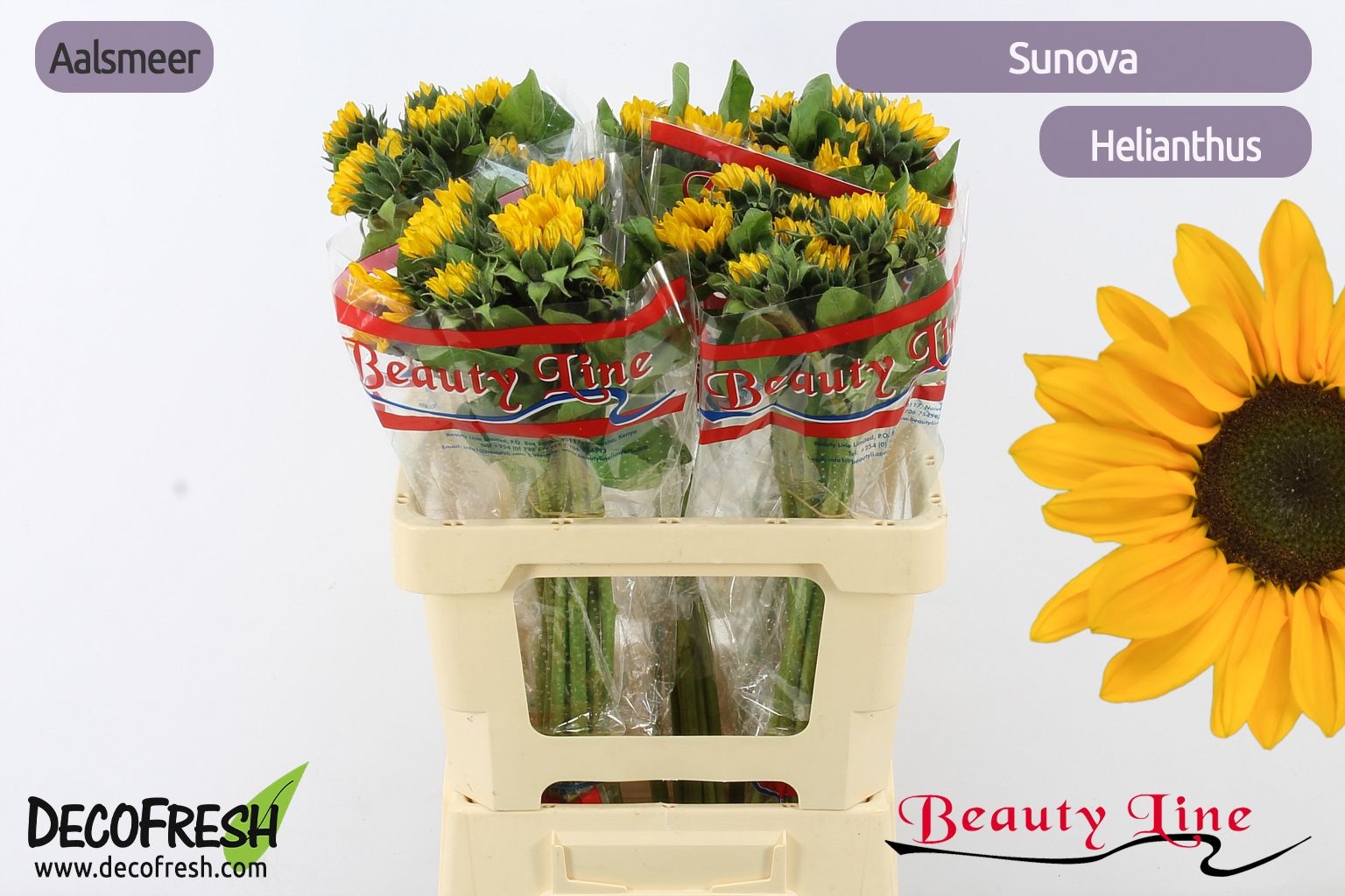 Гелиантус Санова 60, шт.