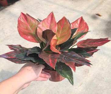 Аглаонема ред вейн 14 35 (предзаказ)