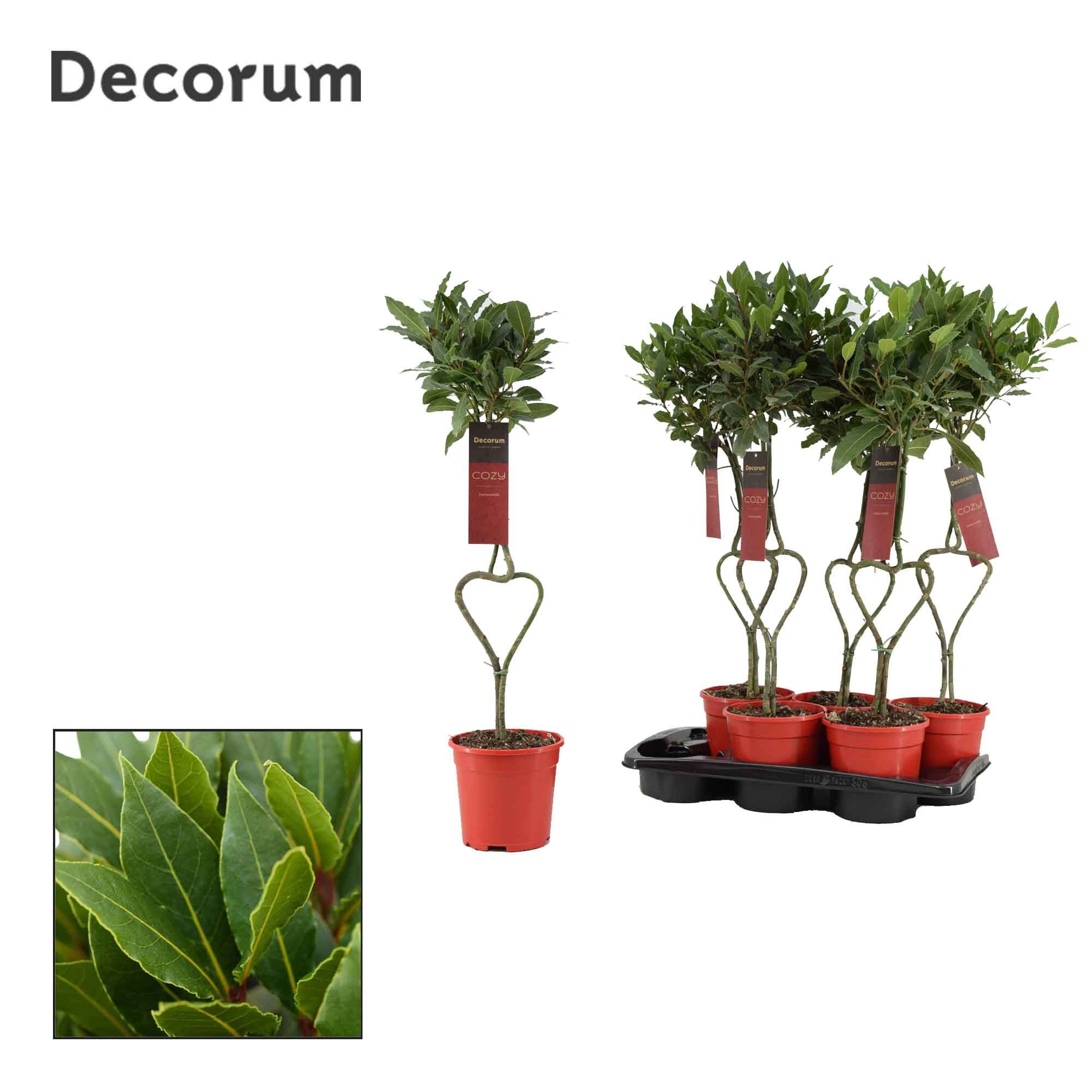 Laurus nobilis Hartvormige stam, D 17