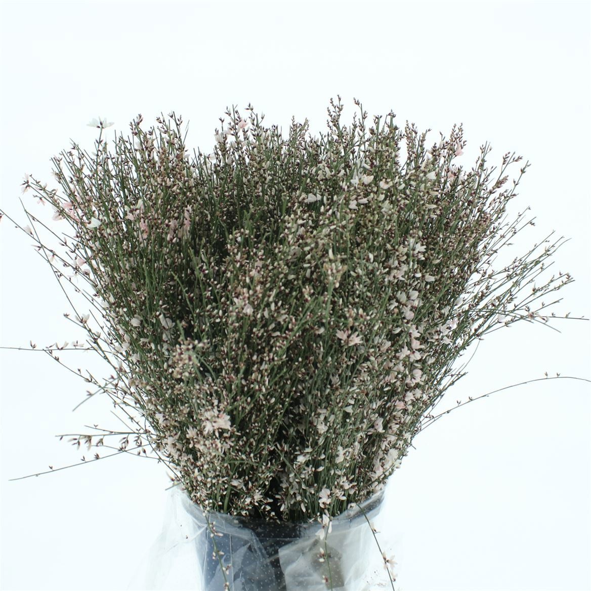 Гениста Вайт за пучок 65, пуч.