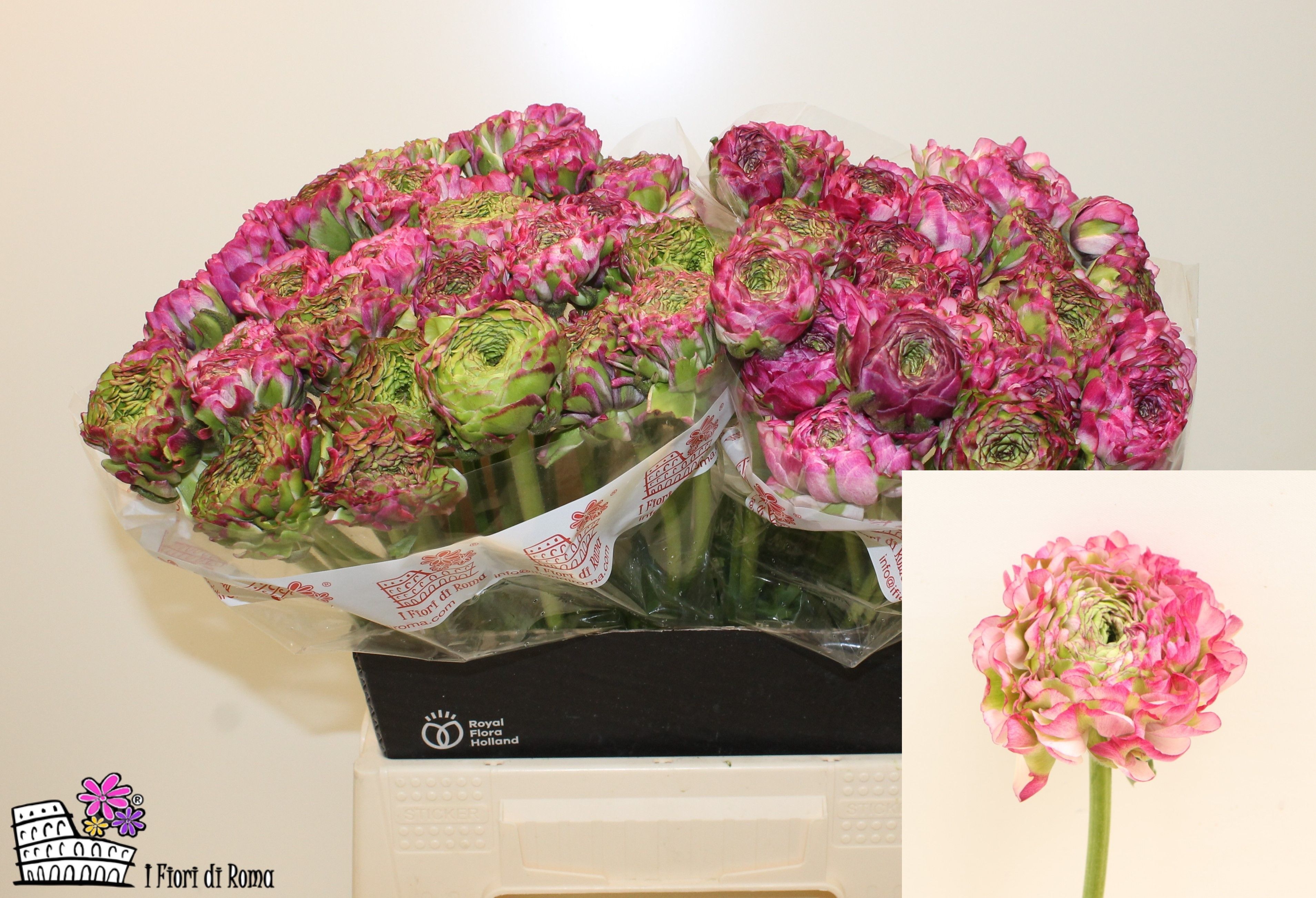 Ранункулус Пон Пон Мальва 40 (зелено-роз.), шт.