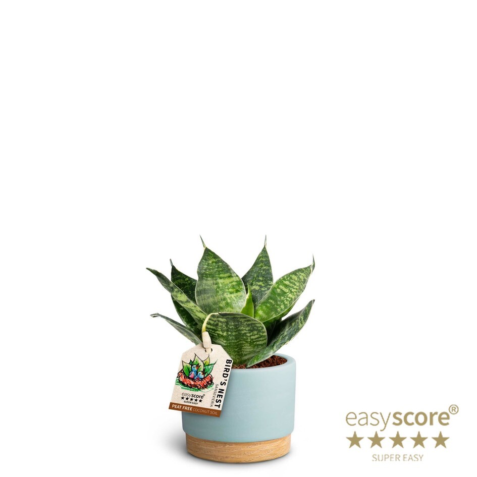 Woodbase Sky Blue, Sansevieria hahnii, D 7
